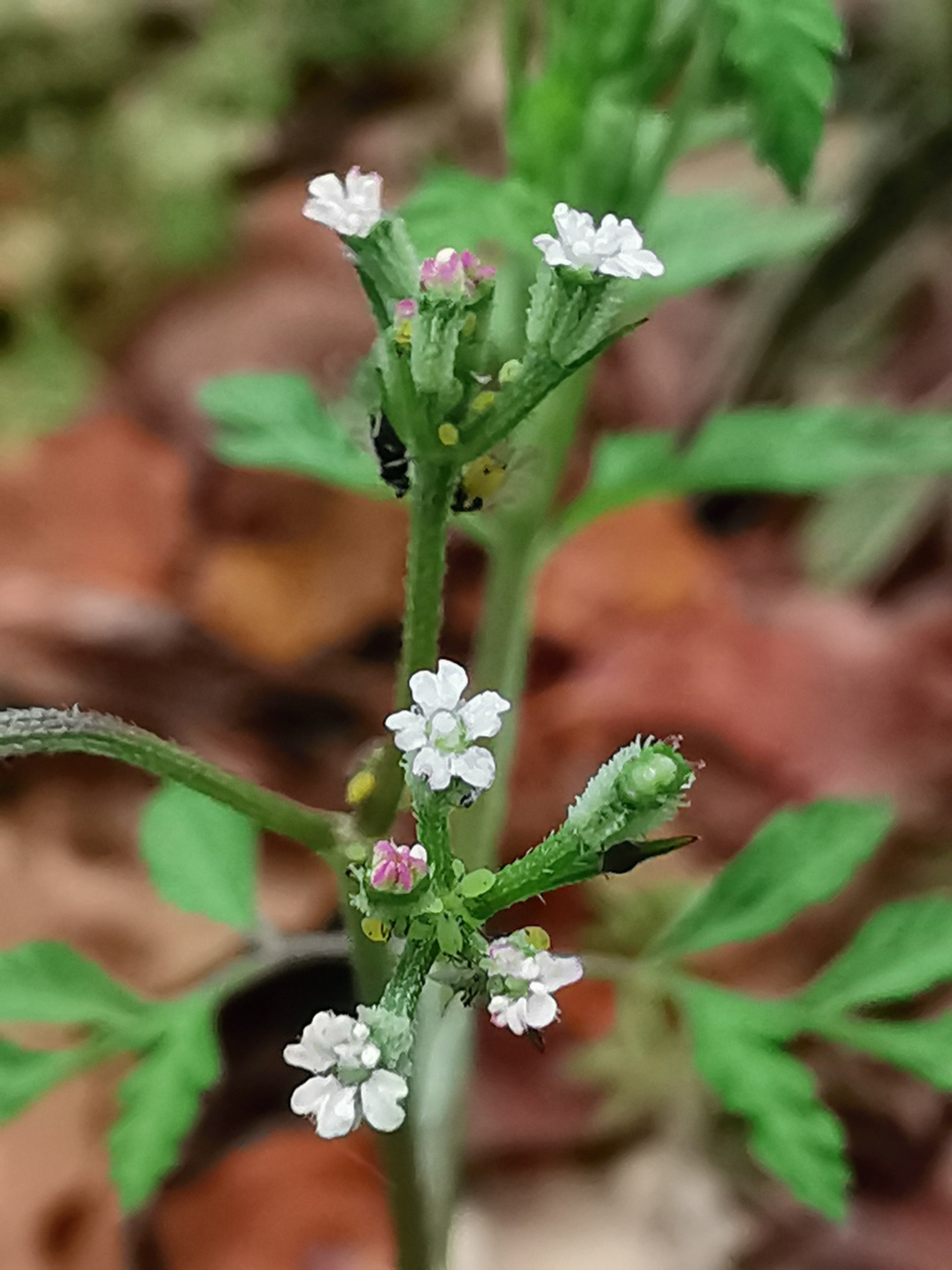 路边常见的小野草叫窃衣,中药名!全草可入药哦!