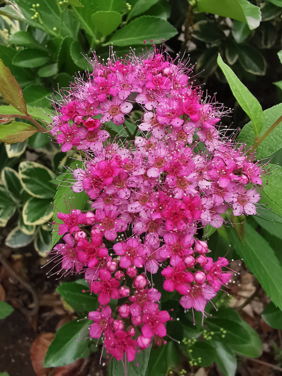 粉花绣线菊株高图片