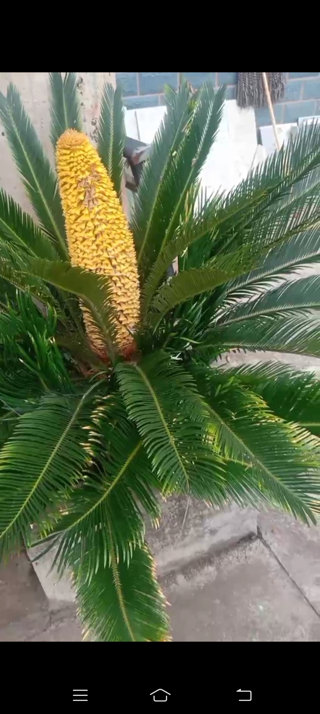 看看我家的铁树是公的,还是母的