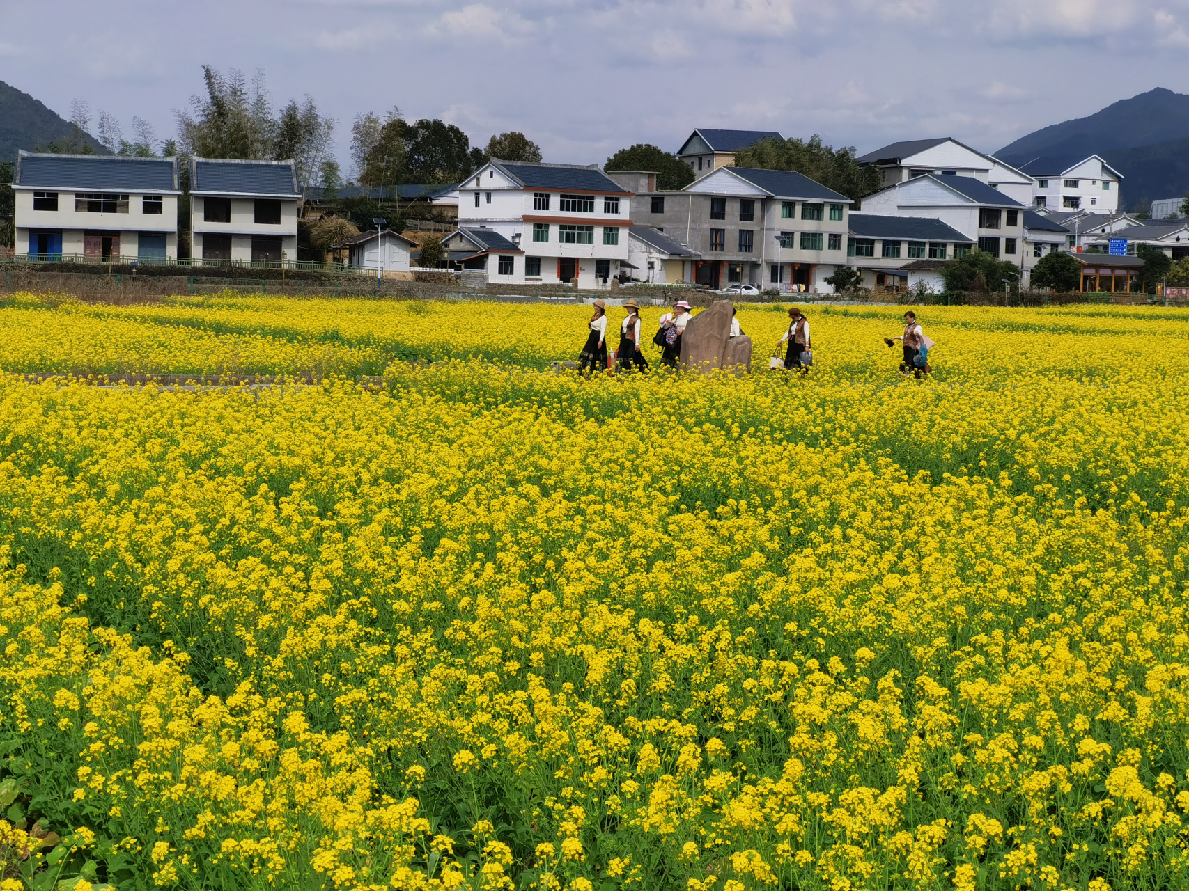 固安林城油菜花花田图片