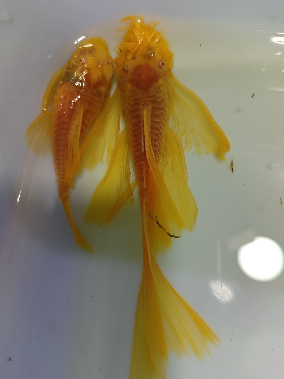 成双成对  黄金胡子鱼,黄金大帆鱼