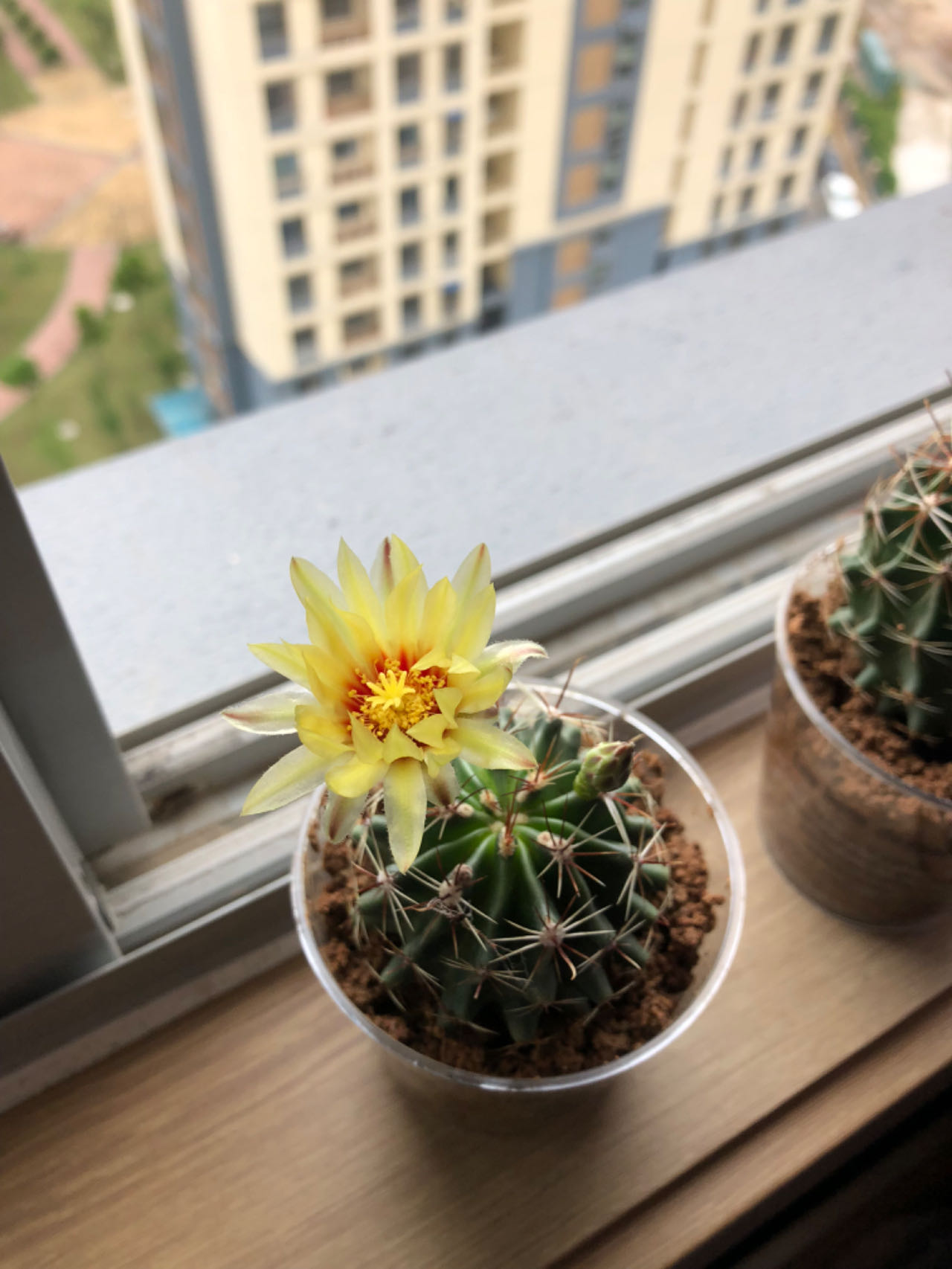 而右侧的仙人掌更是惊艳,黄色花朵在顶部绽放,花蕊的一点红更是点睛之