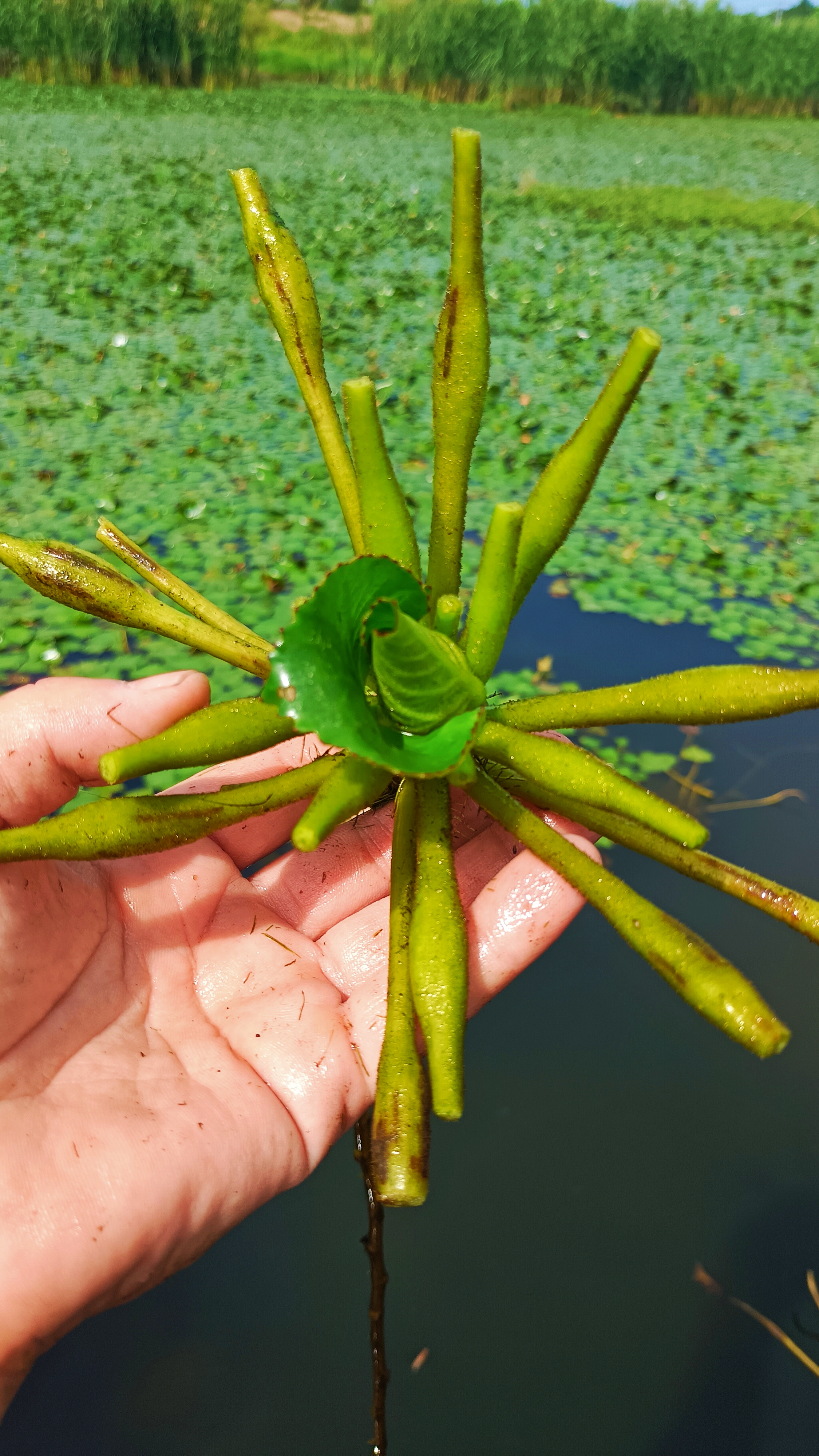 水里菱角菜图片图片