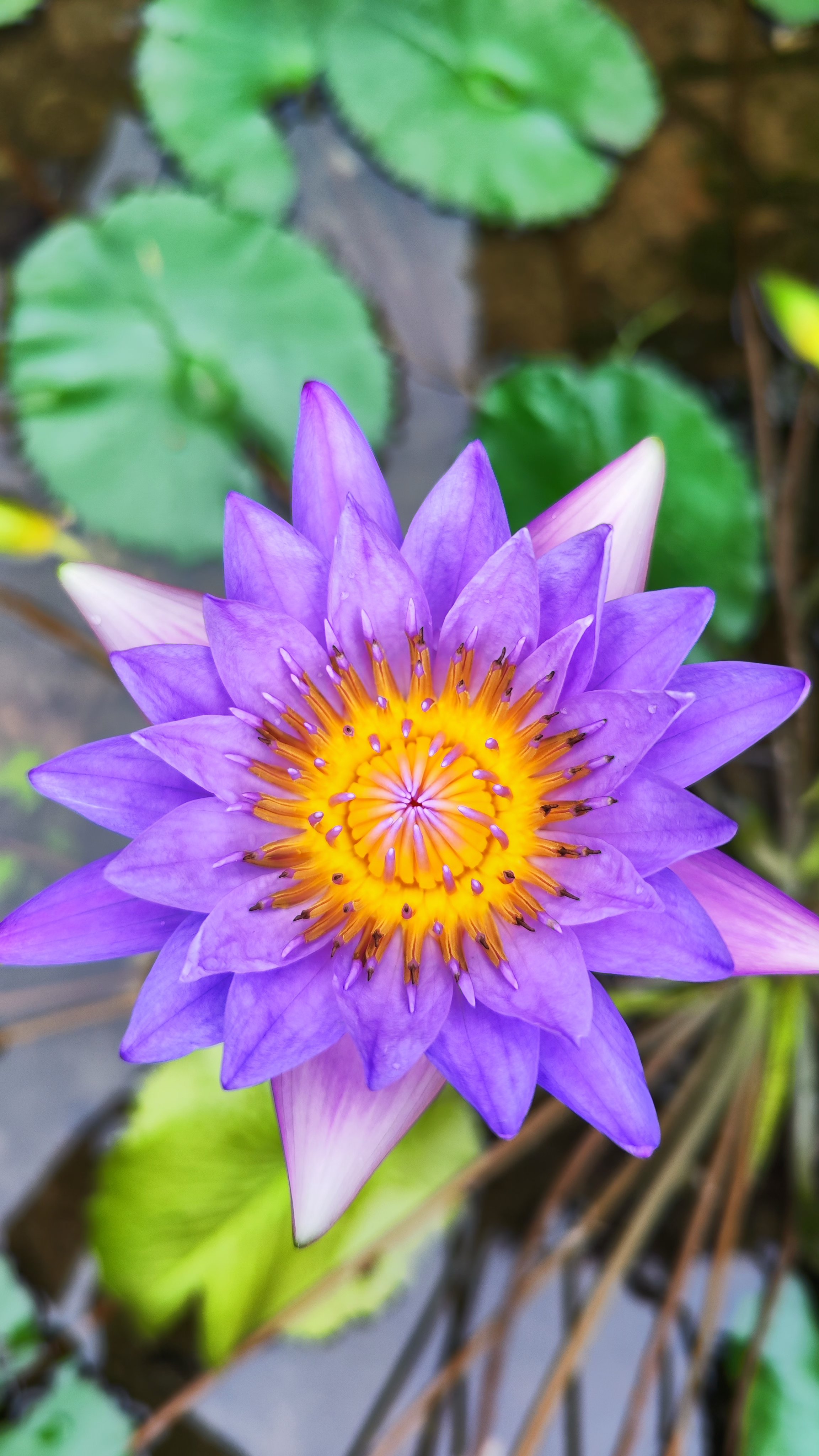 "紫色的莲花盛开在翠绿的荷叶之间,莲蓬微微低垂,仿佛在诉说着什么.