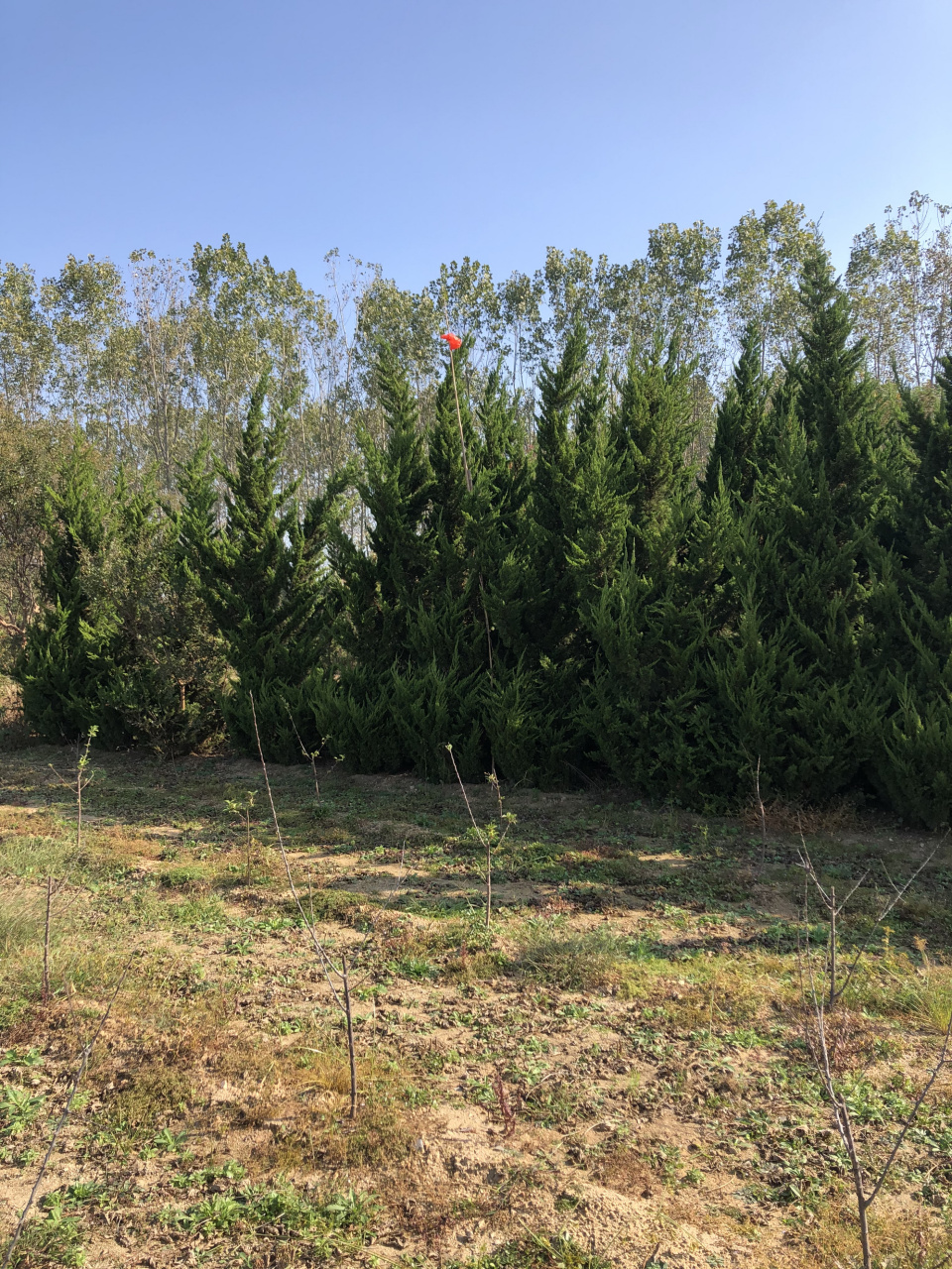 日照惠泽农林龙柏苗基地,1米到4米龙柏树,50公分小龙柏,60公分小龙柏