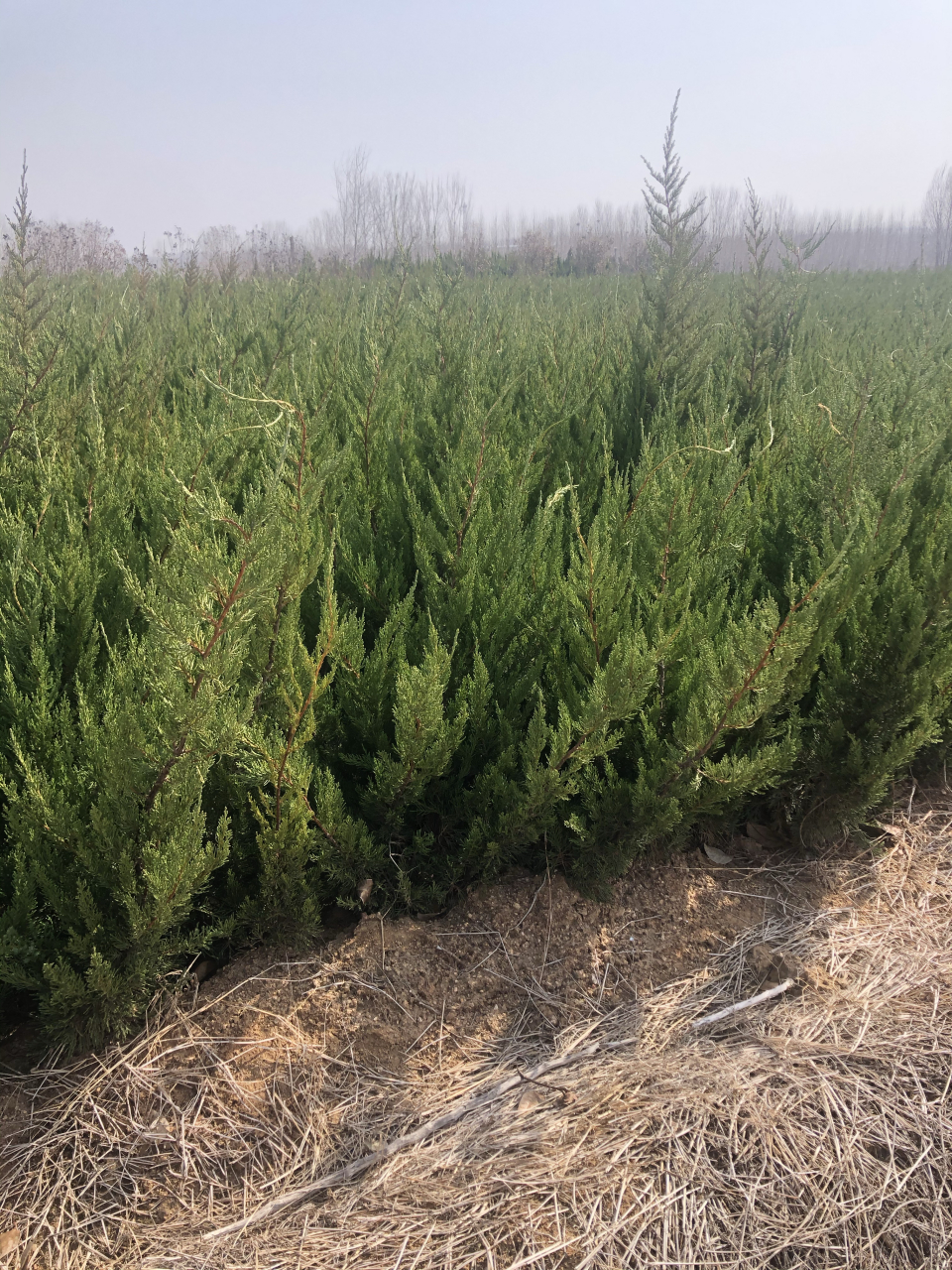 日照小龙柏基地,小龙柏绿篱苗,50公分龙柏,80公分龙柏,冠幅大根系好