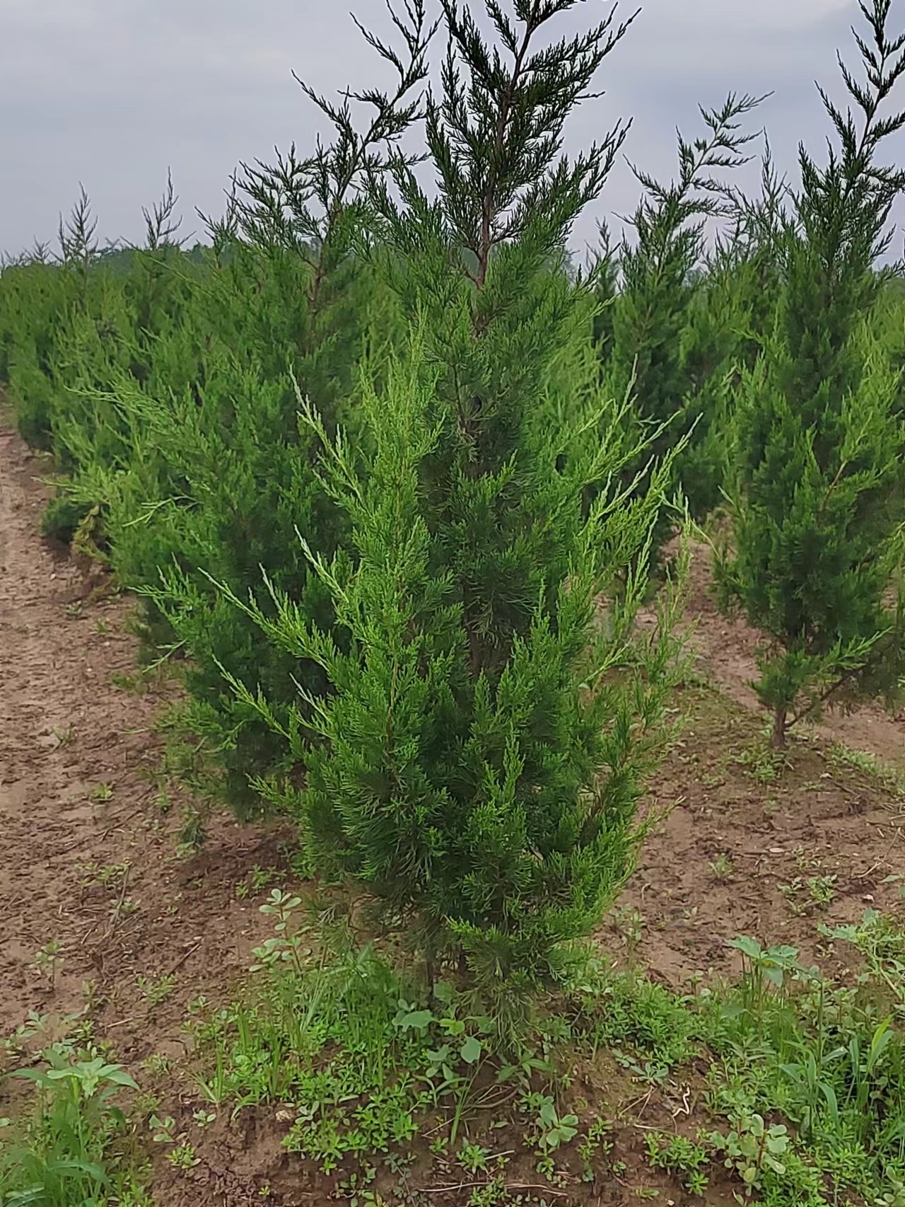 龙柏树叶的药用价值图片