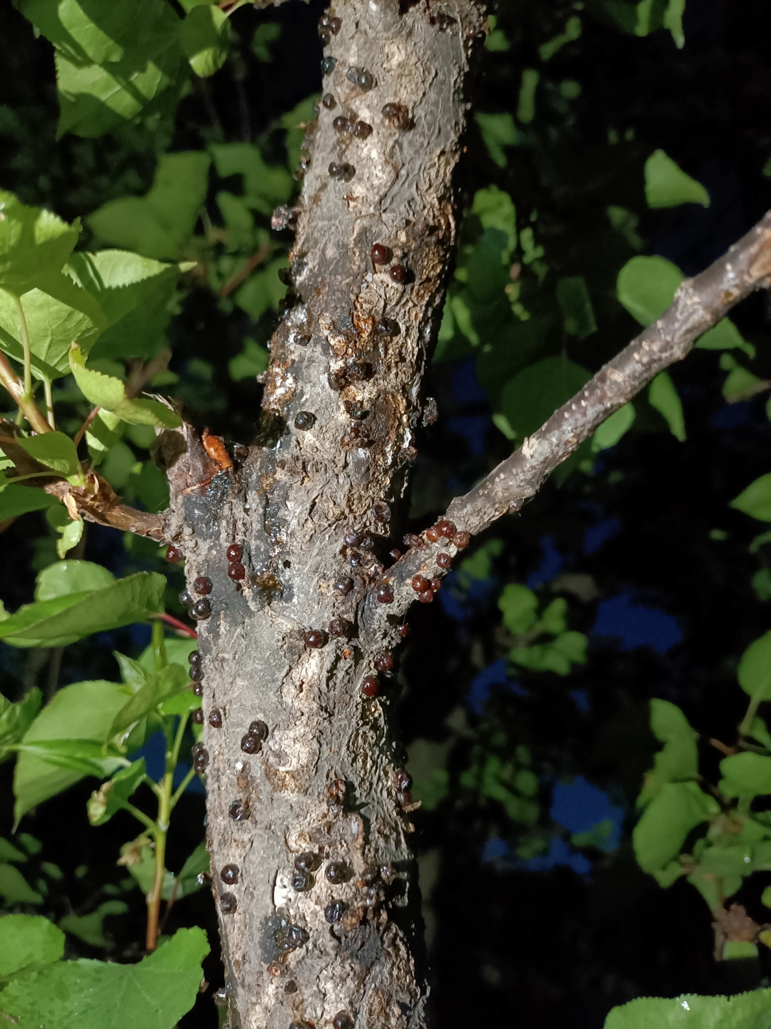 杏树上这是什么虫害,怎么治.