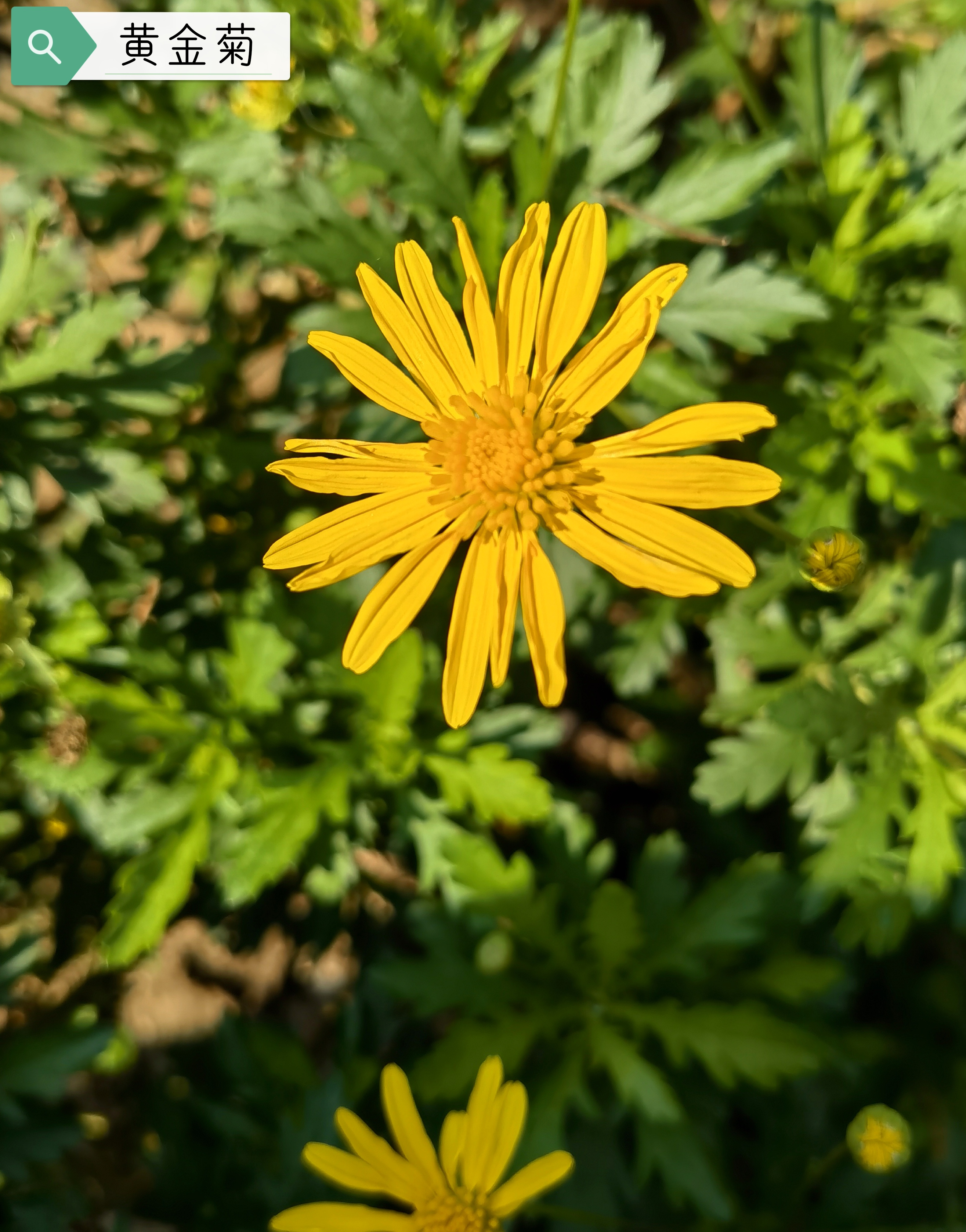 菊花种类繁多,现分享黄金菊与野菊花的图片给大家: 黄金菊:盆景,公园