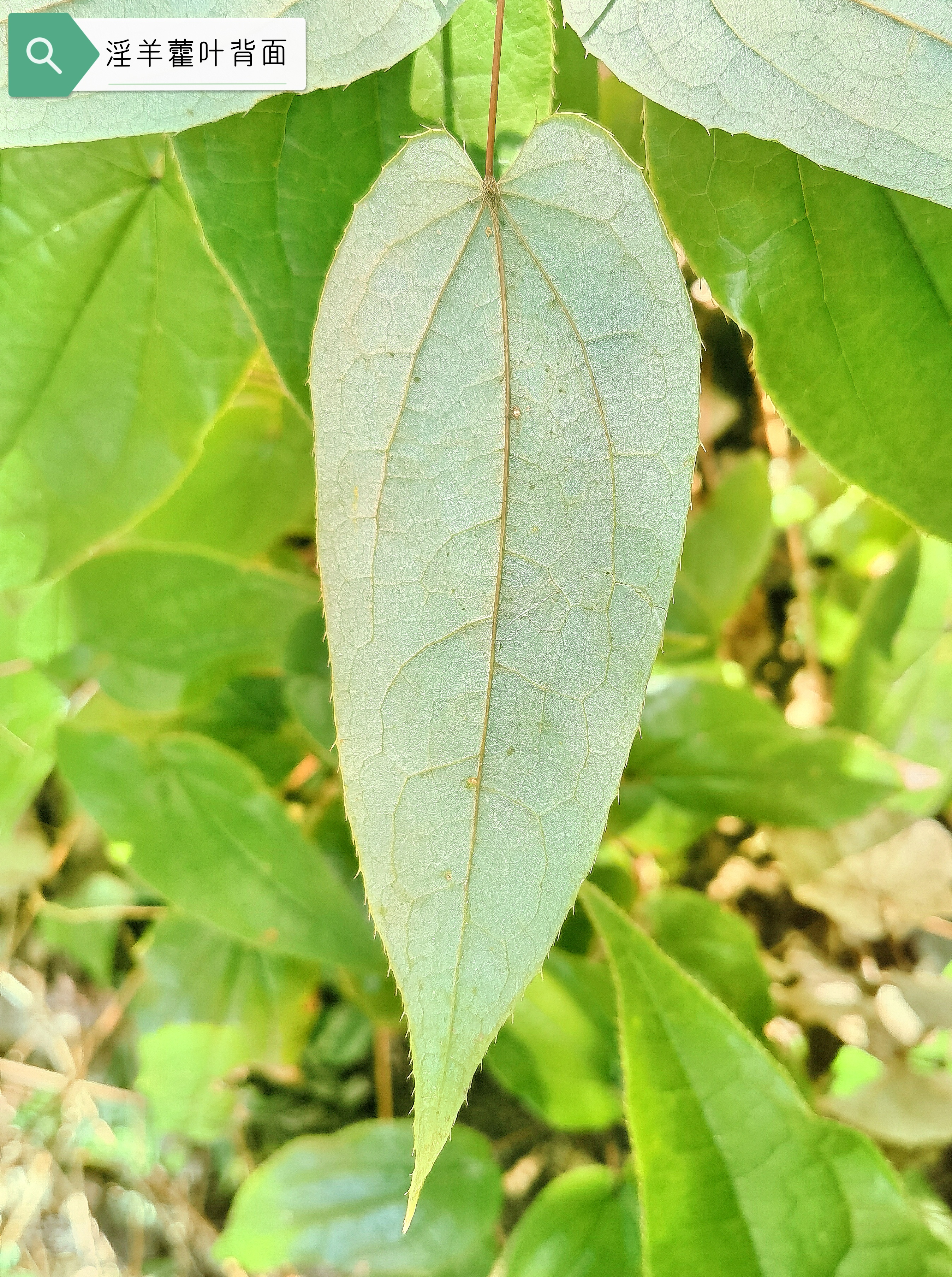 淫羊藿 始载于《神农本草经》