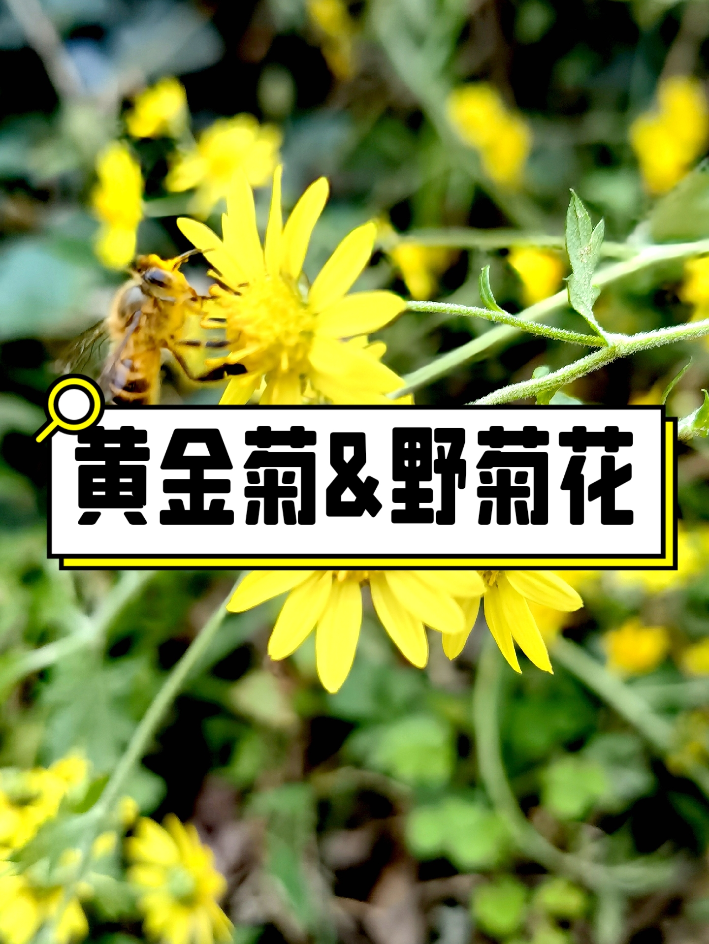 菊花种类繁多,现分享黄金菊与野菊花的图片给大家: 黄金菊:盆景,公园