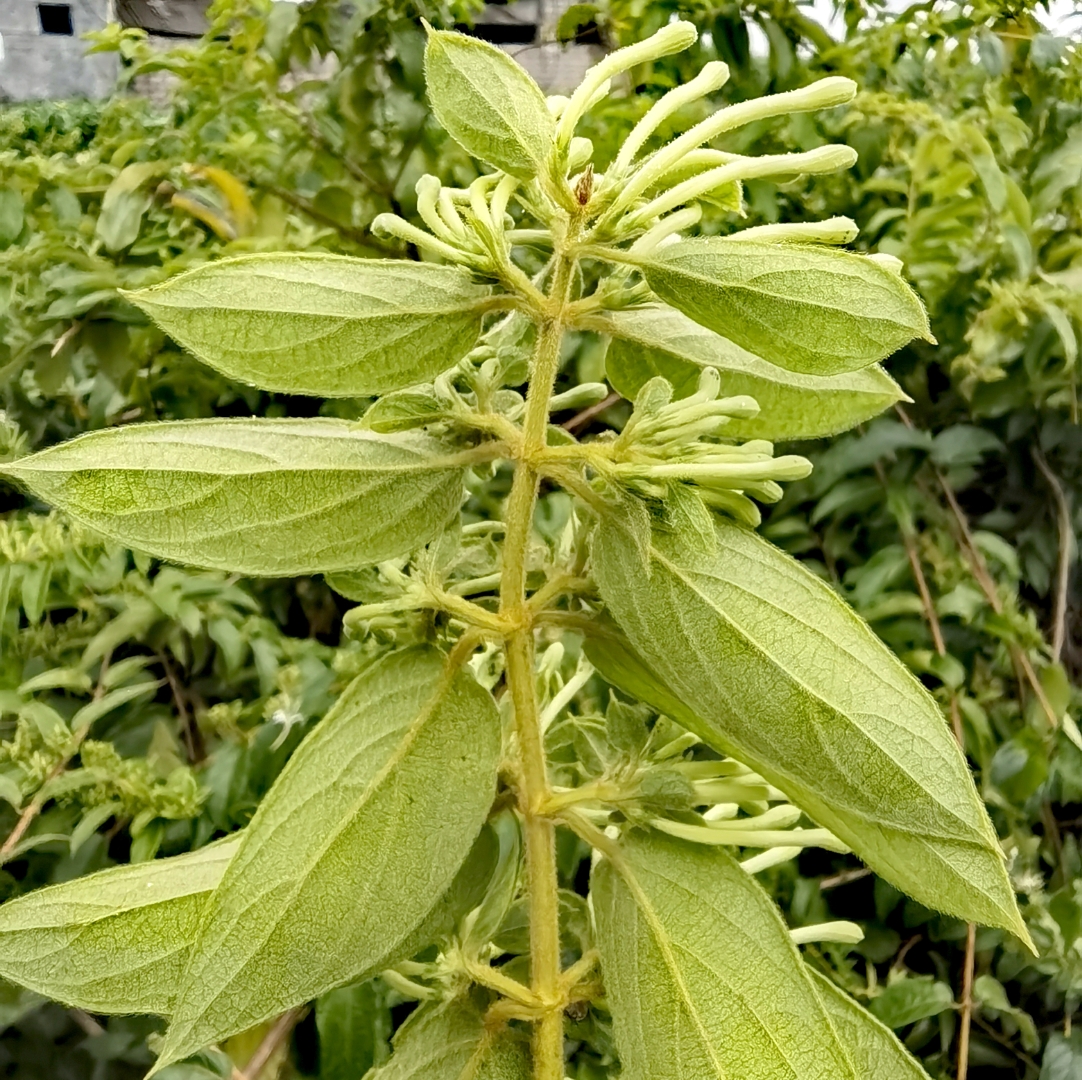 金骨花药材图片图片