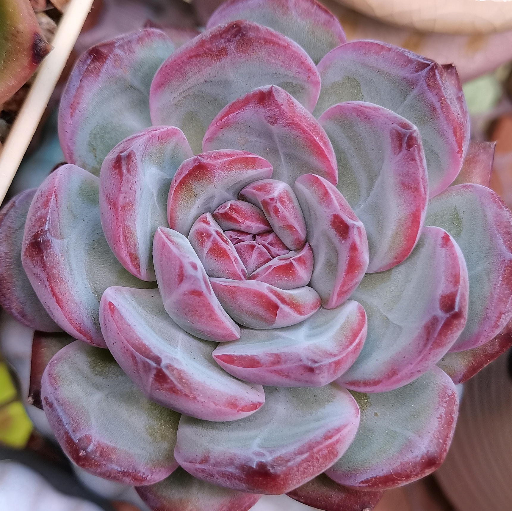 多肉的美有一种叫做暗纹,有暗纹的肉肉大多都不会丑,仿佛精雕细琢般