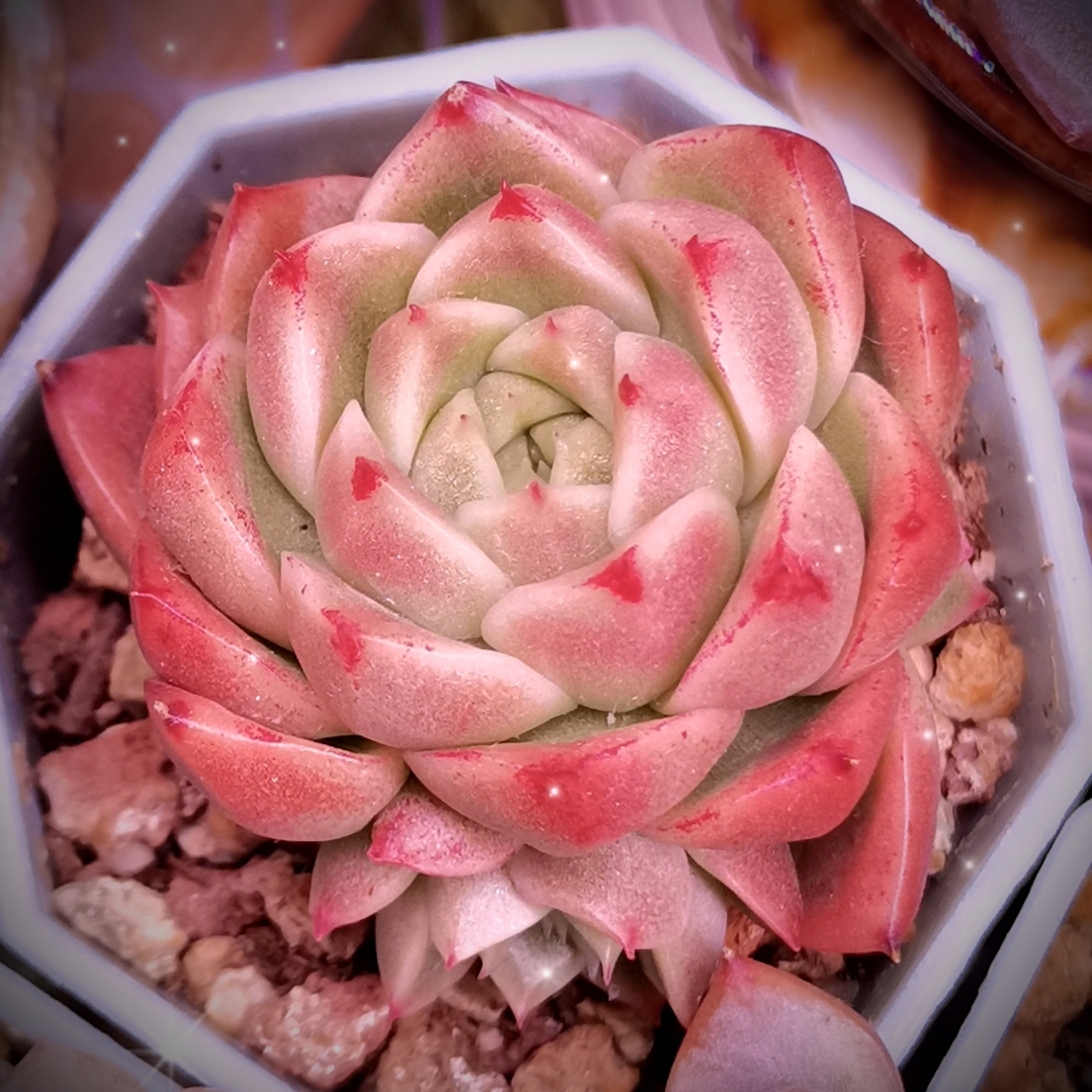 晴空玫瑰麦秆 2.不知名 3.阿尔巴佳人 4.蓝龙 5.月