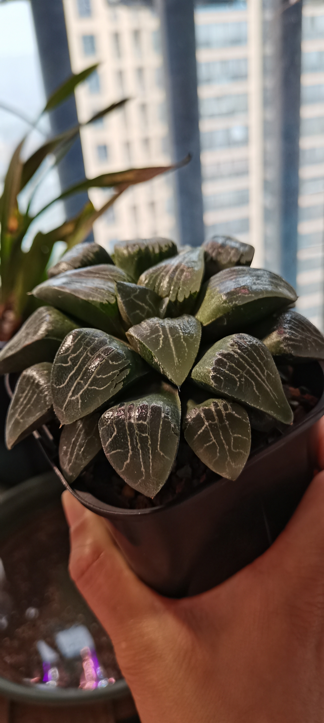 前几天泡了透水,这两天这饱满的样子真的好看呢#多肉植物# #暮春谷雨