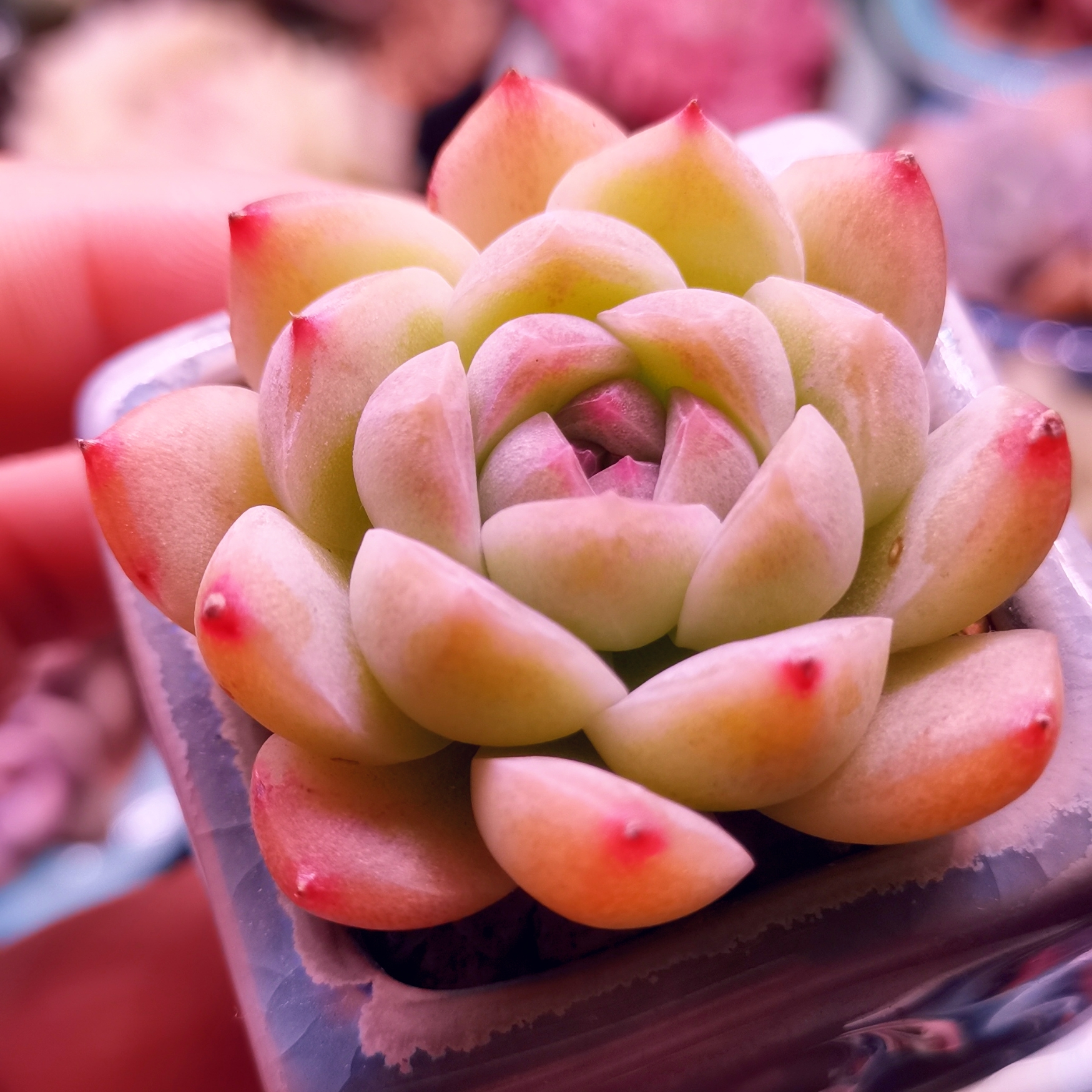 来一组同款拇指盆,小盆种着都好可爱[挤眼]#多肉植物# #养花