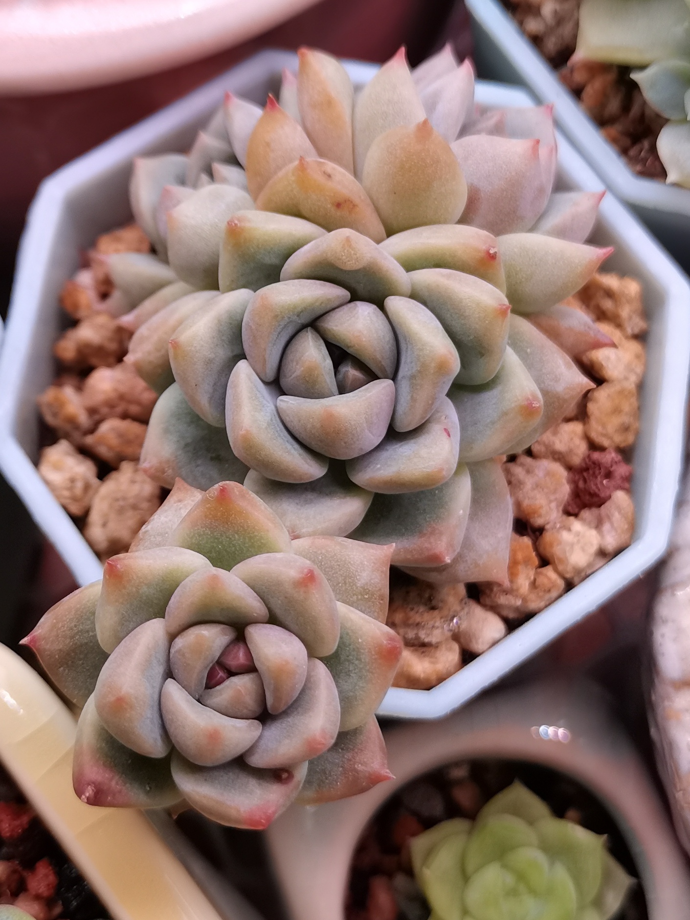 一直控养的霜花,这种短肥的模样是我喜欢的,多肉原本不属于我们的环境