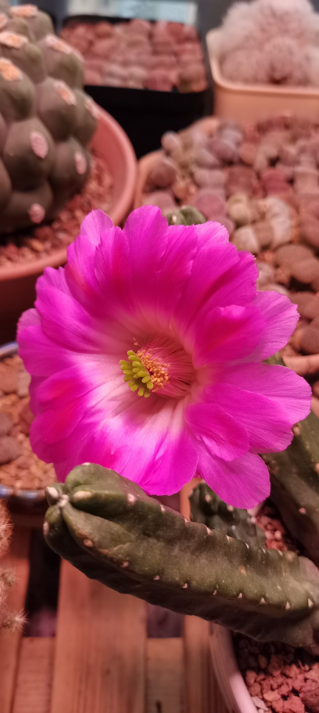 水仙情郎开花了,美美哒#多肉植物# #暮春谷雨# #养花种菜小分队