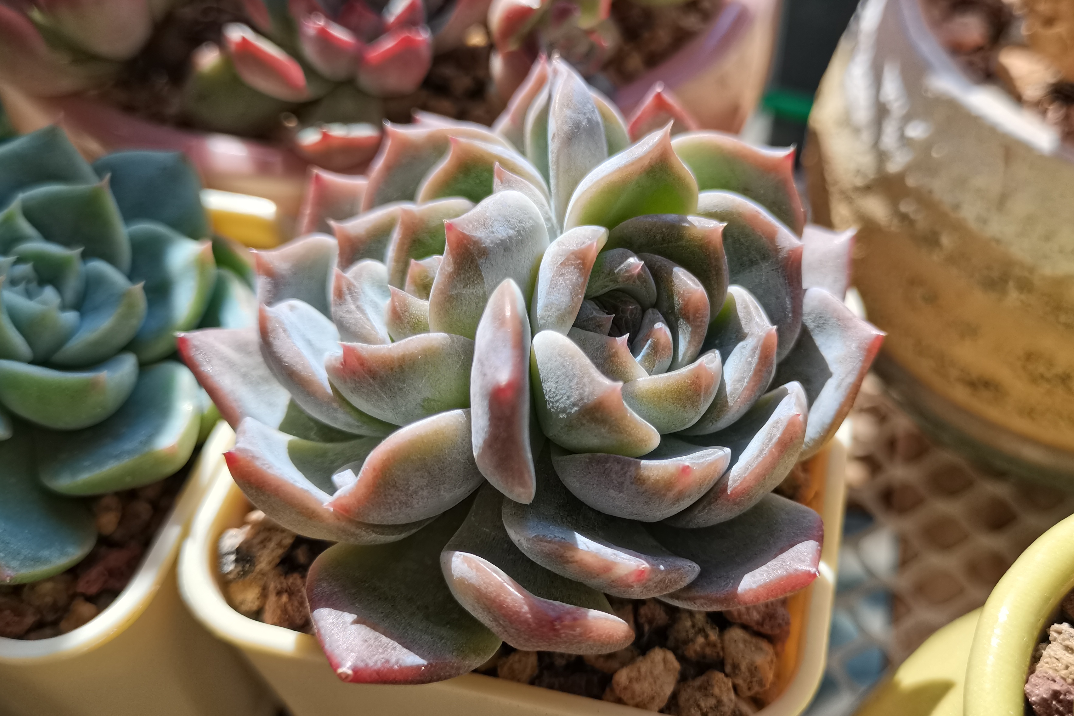 关于这棵纯爱,是有个小故事的,买肉肉和人生一样