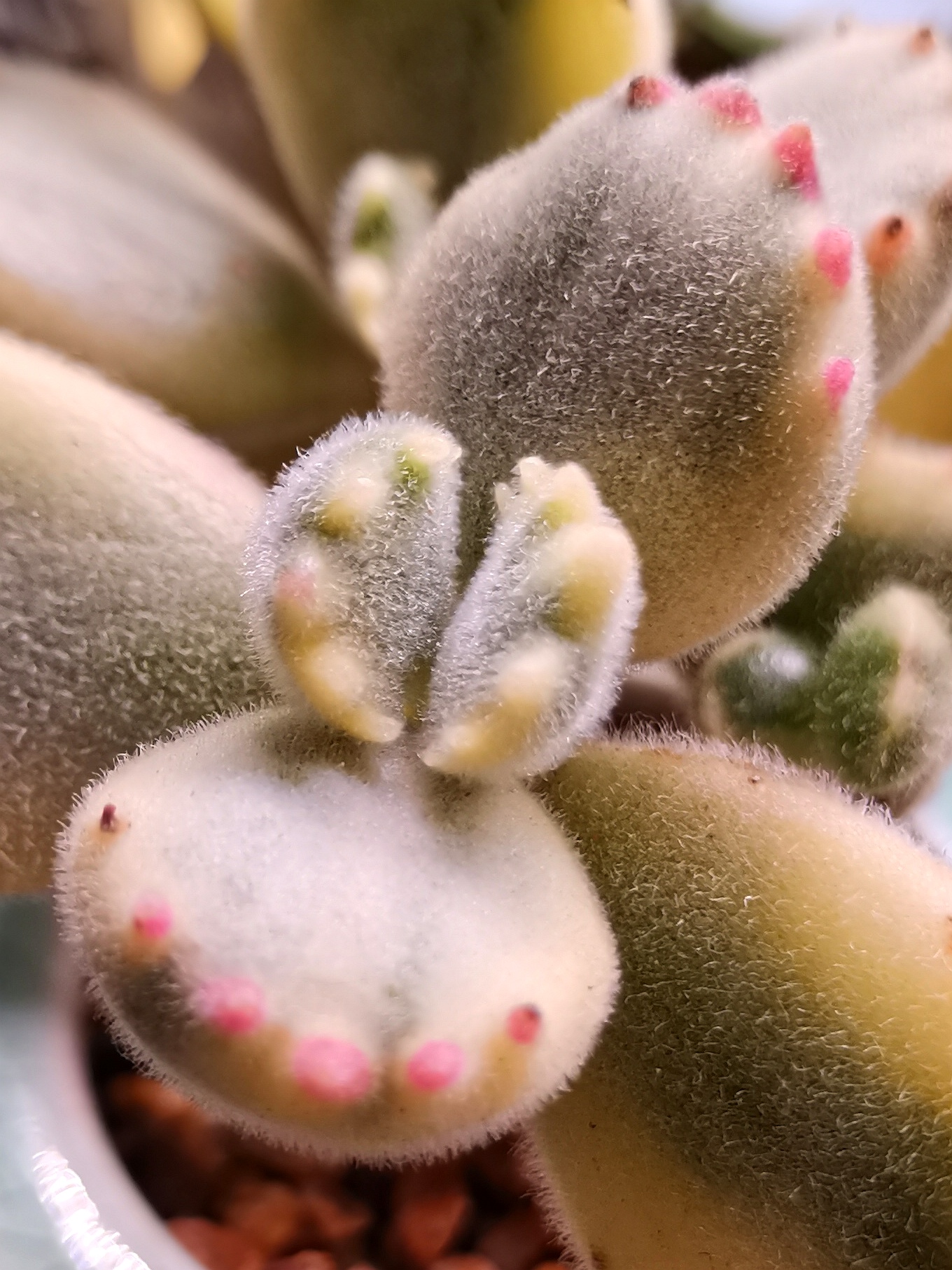 蓝龙(侧脸),3.桃花源,4.香槟,5.熊童子(锦),6.阿尔巴佳人(在上色),7.