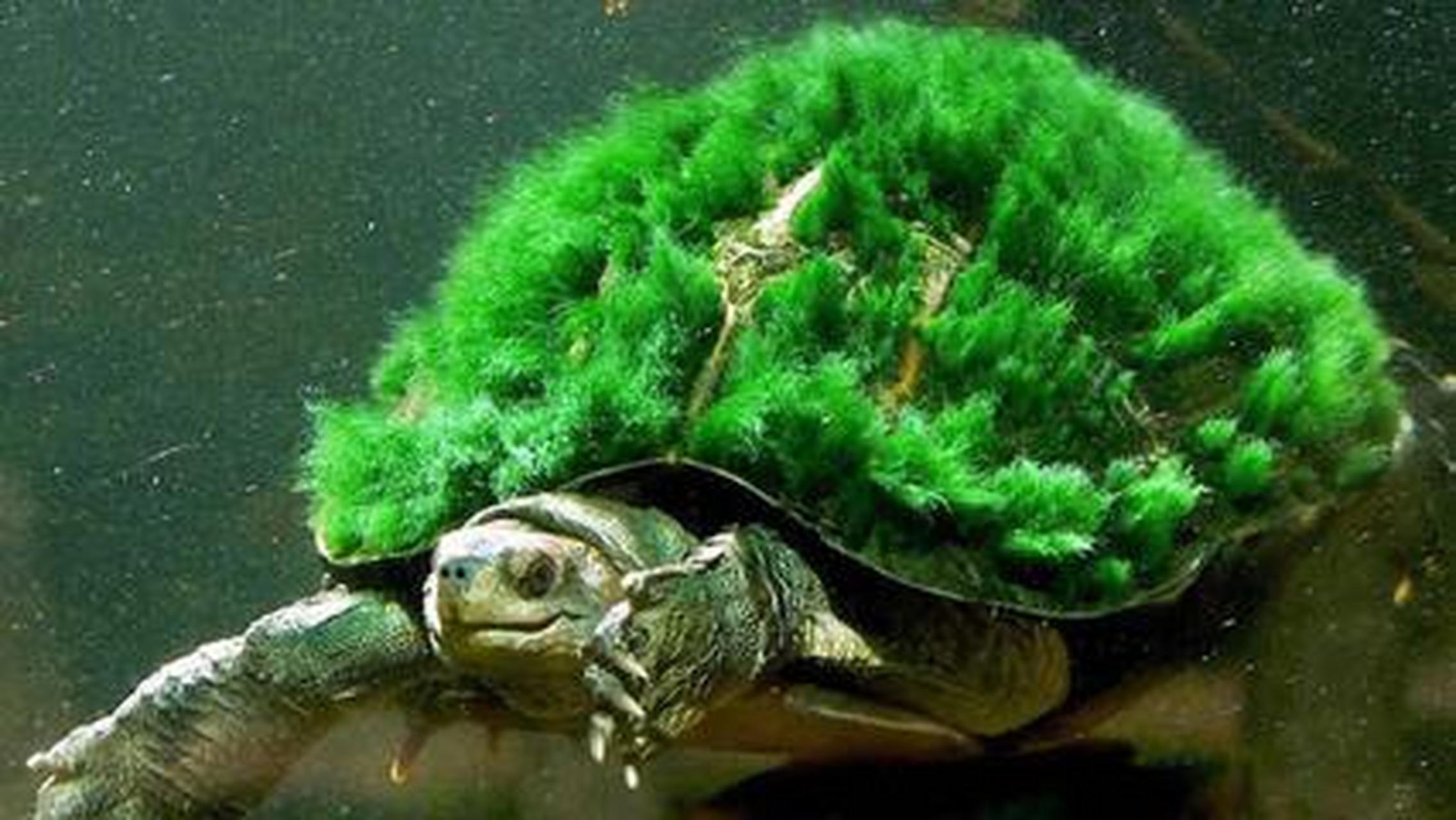 原创歪词超搞笑改编歌曲《不如当王八》  老婆我怕不要拧我 时时把你