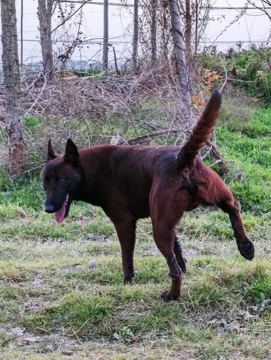 国外老血马犬图片大全图片