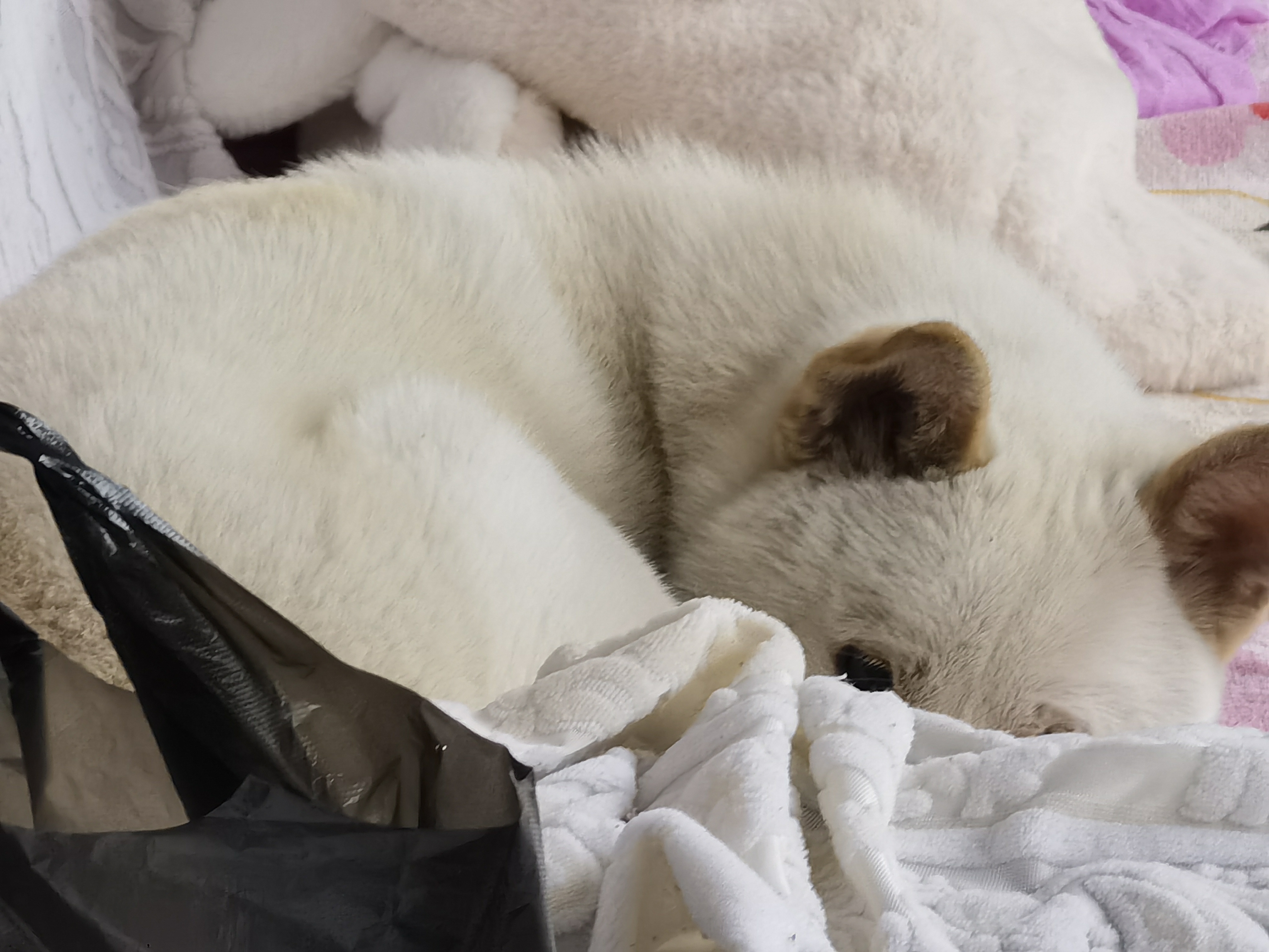 萌宝过大年# 爷爷帮忙下楼遛狗,却是为了丢弃狗狗