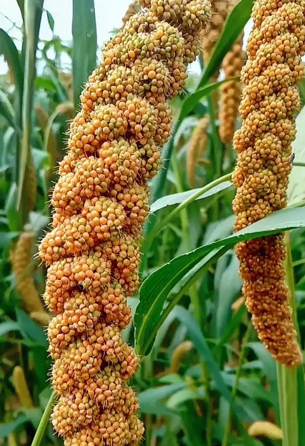五谷丰登家家富,风调雨顺户户乐