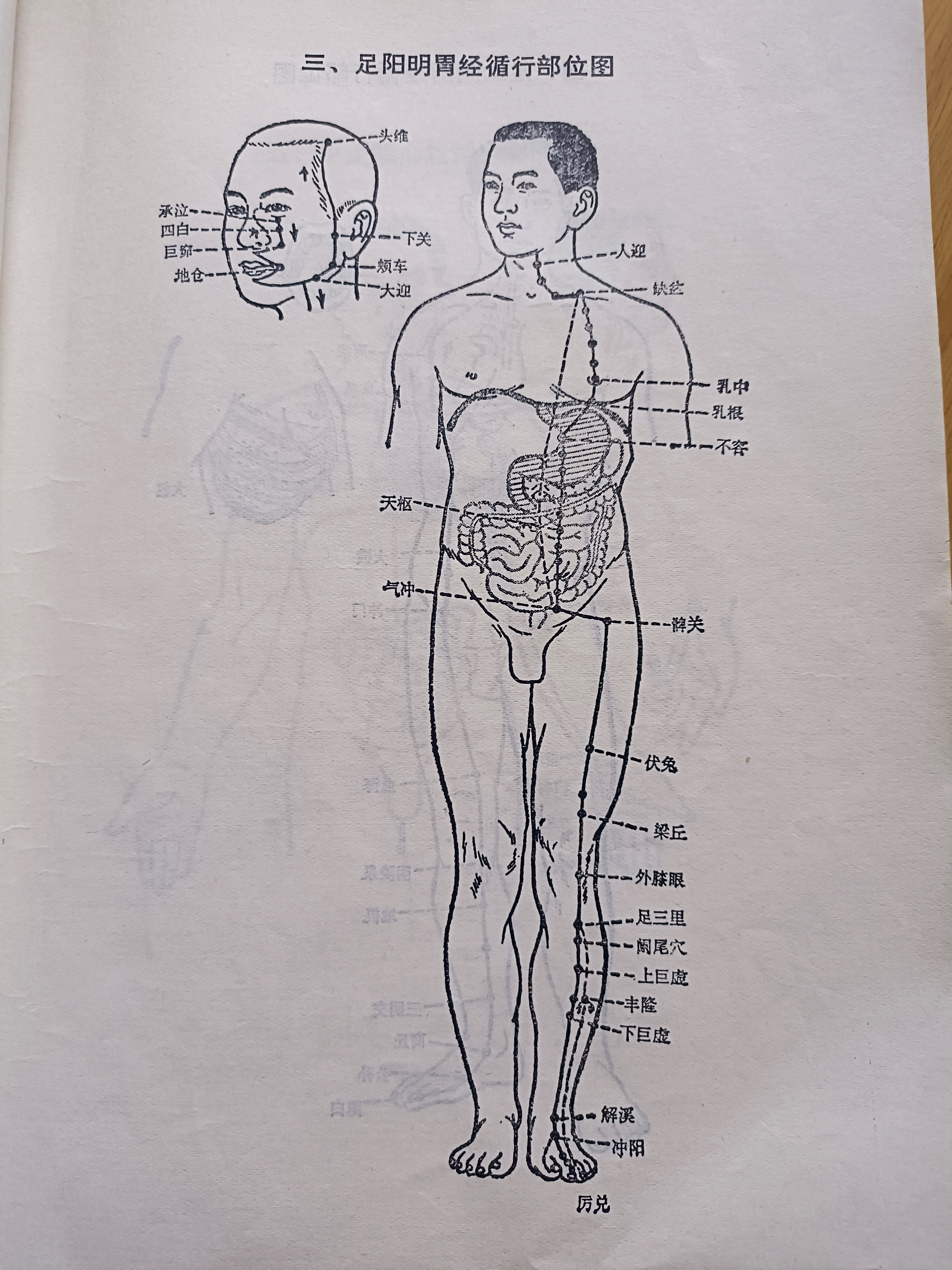 足阳明胃经路线图图片