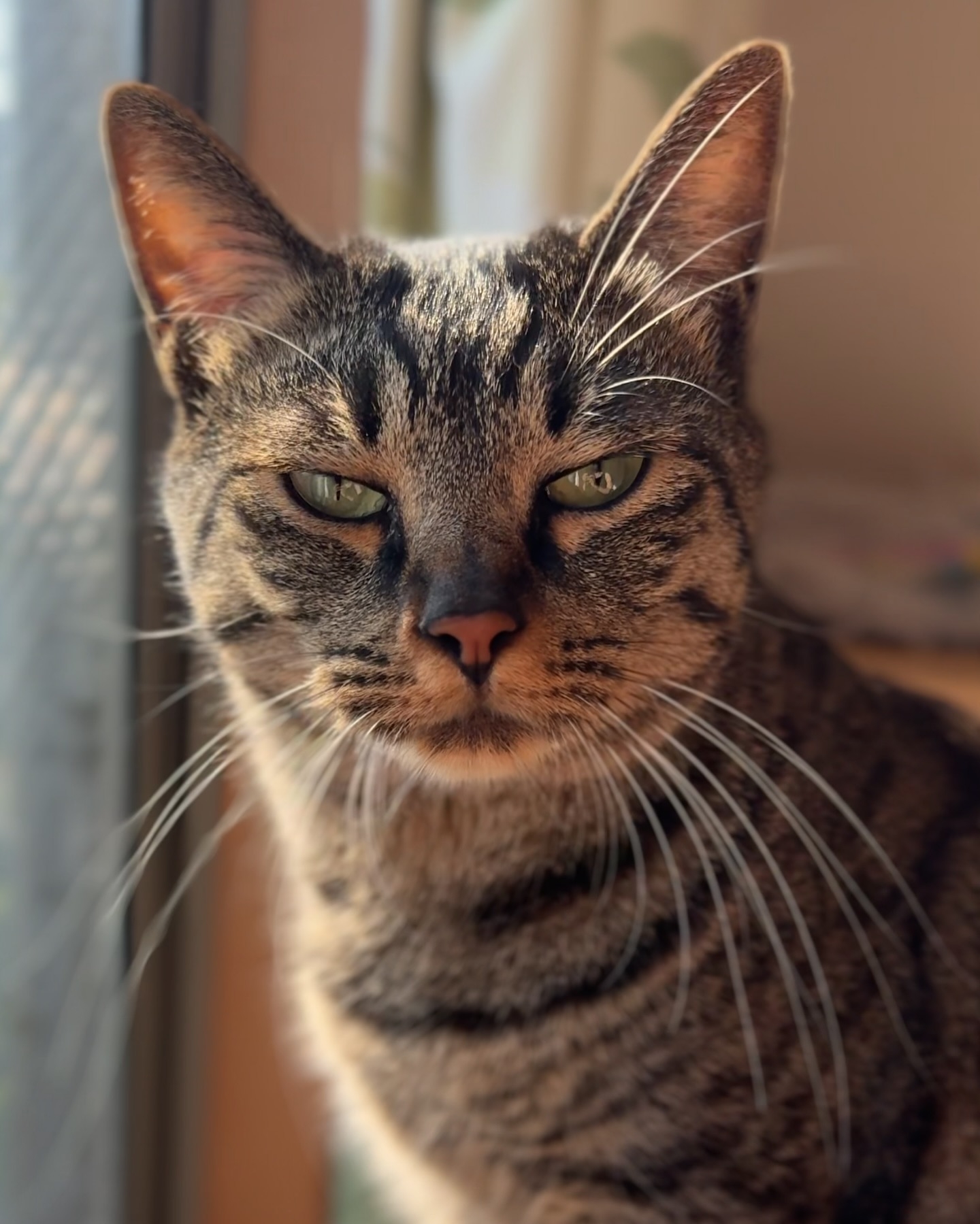 猫的眉毛:不仅是装饰,还是"超级感应器"!