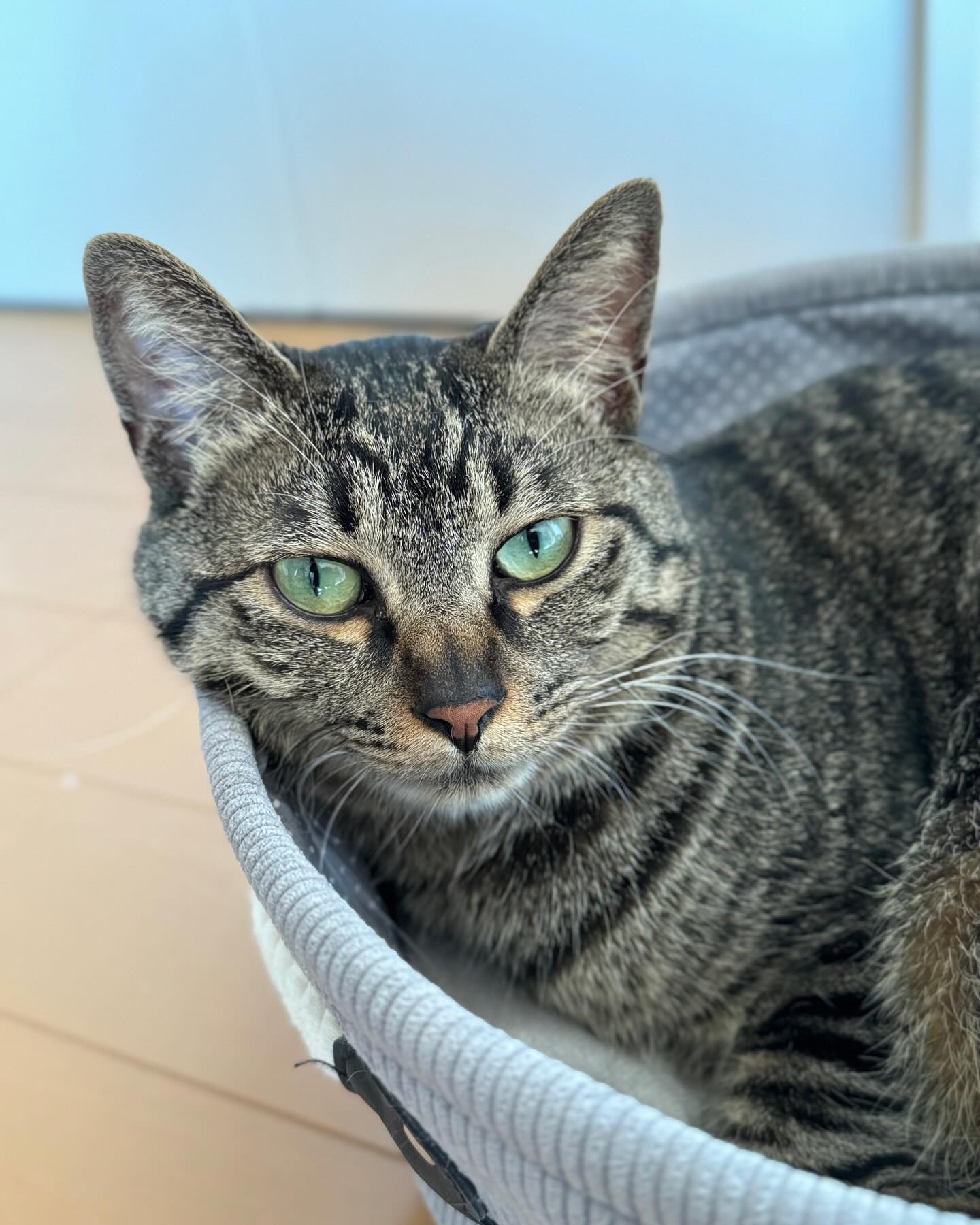 猫咪,这个一直以来与人类相伴的无言伙伴,如同一本古老而神秘的书籍