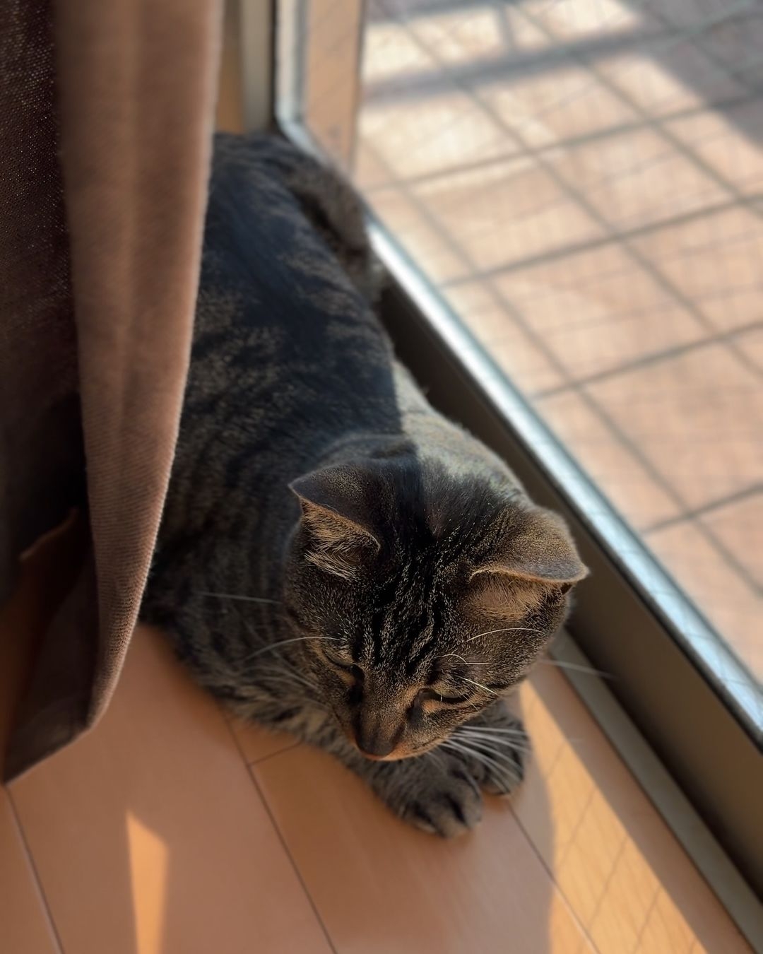 猫的眉毛:不仅是装饰,还是"超级感应器"!