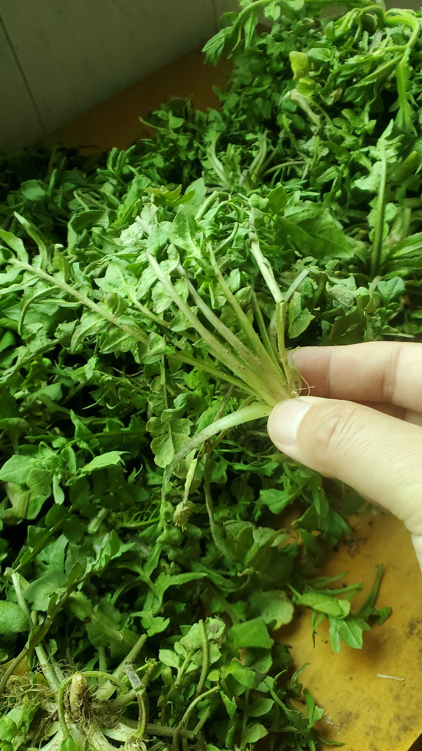 图片荠荠菜图片吃法荠菜荠假荠荠菜图片假荠荠菜图片有毒假荠荠菜图片