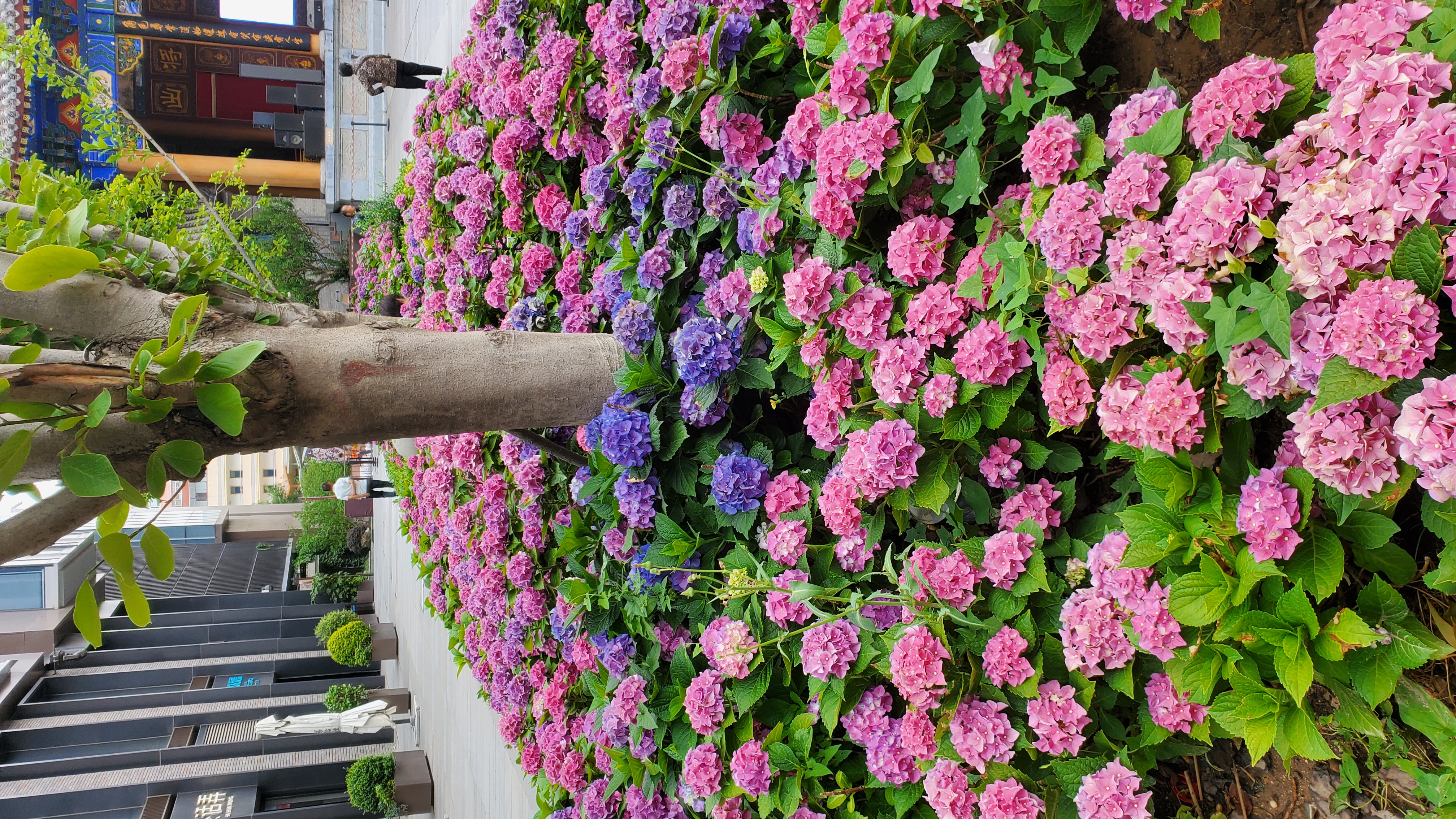 夏季百家接力赛# 西安易俗社院子里竟然有这么大片绣球花,花开锦簇