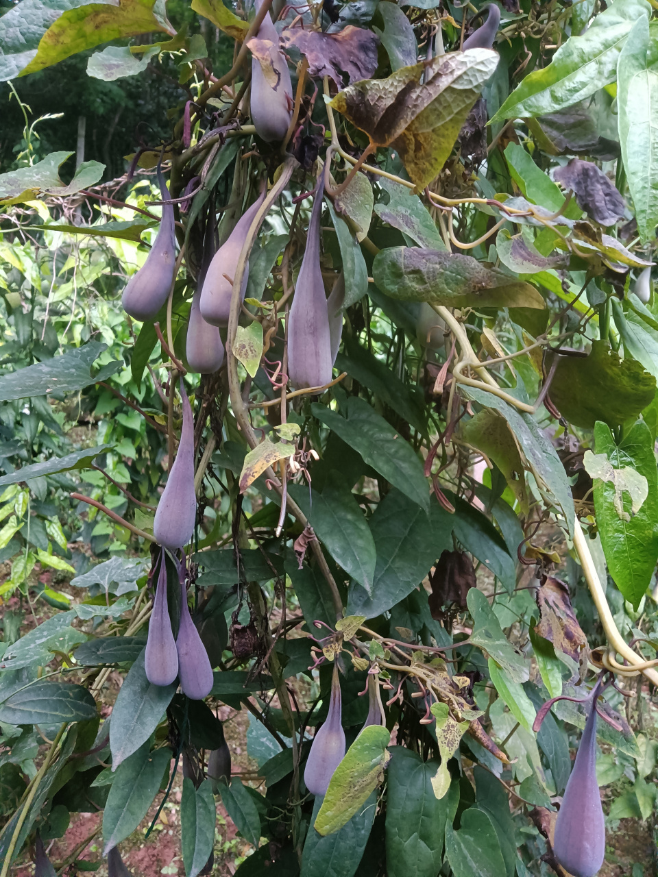 朱砂莲 朱砂莲苗 朱砂莲种子