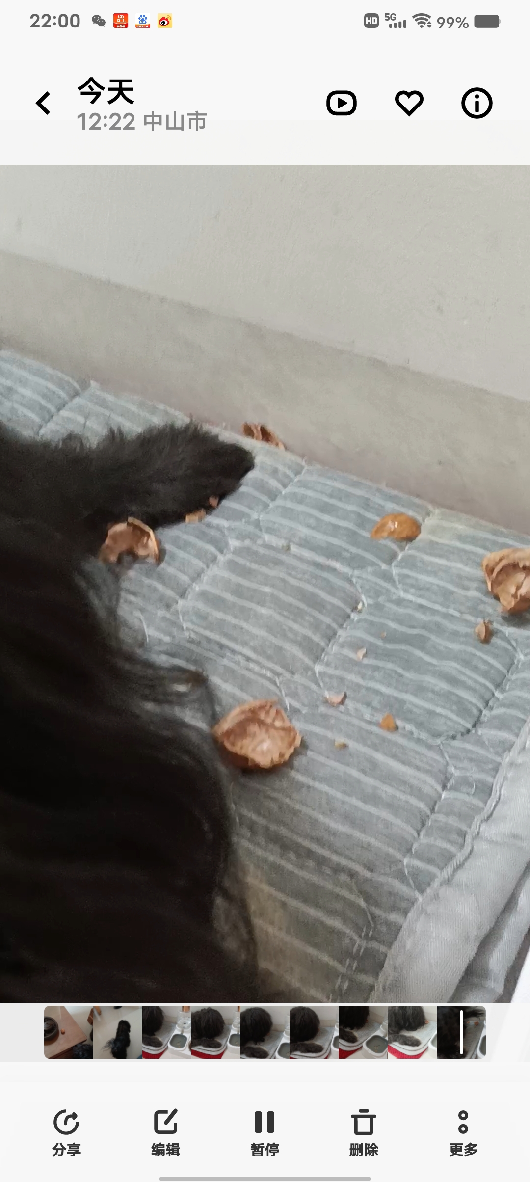 是我家的狗狗黑豹在吃核桃!