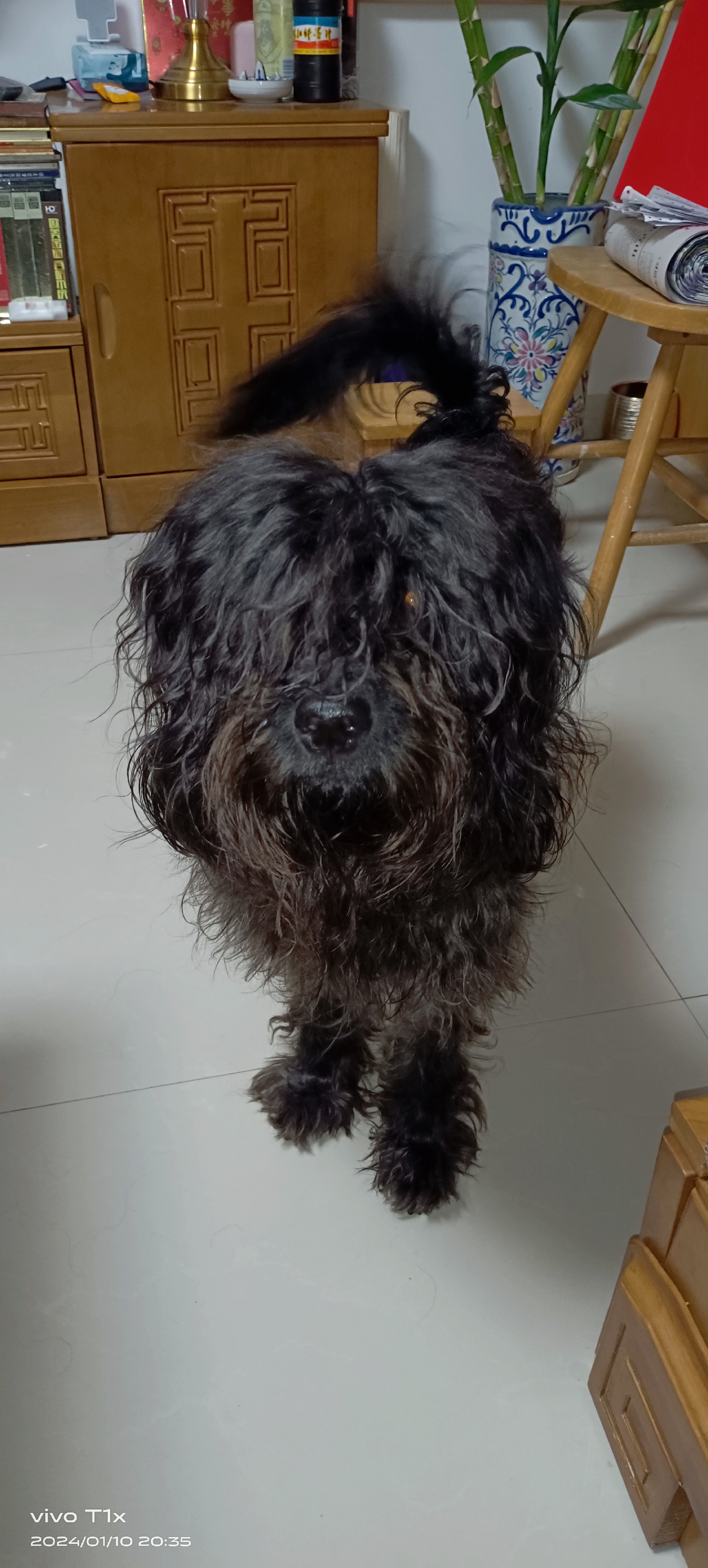 我家有一只特别可爱的黑狗,我给它取名叫黑豹.为啥叫这名字呢?