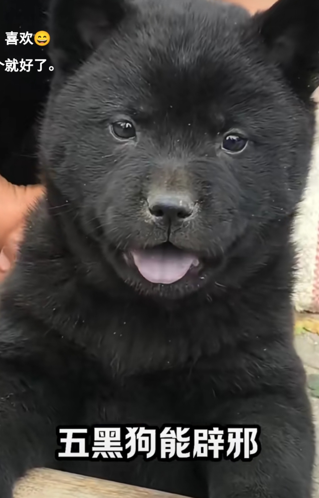我最近见到了一只特别可爱的五星黑狗