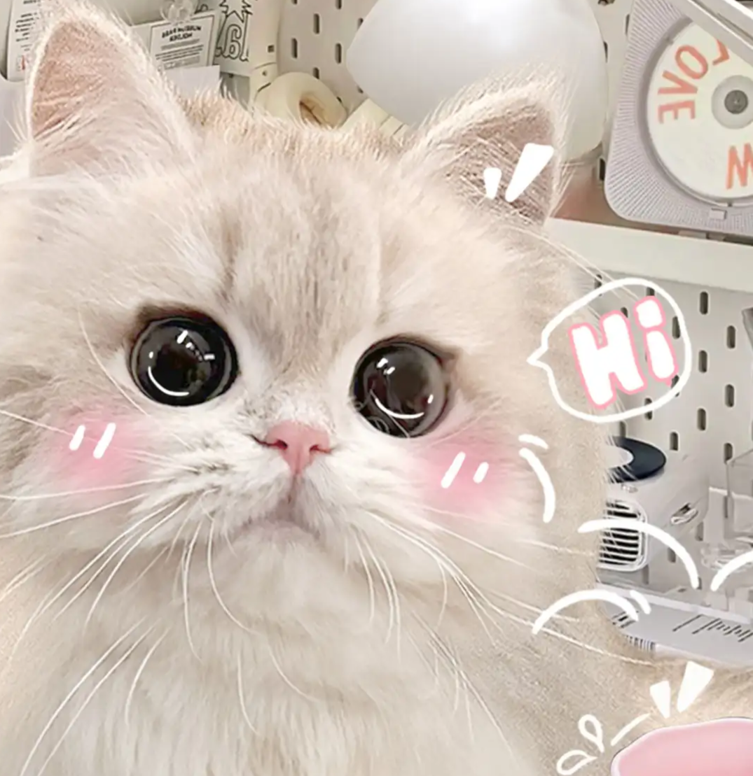 超可爱的猫猫头像~ 求点赞,勿搬运哦v