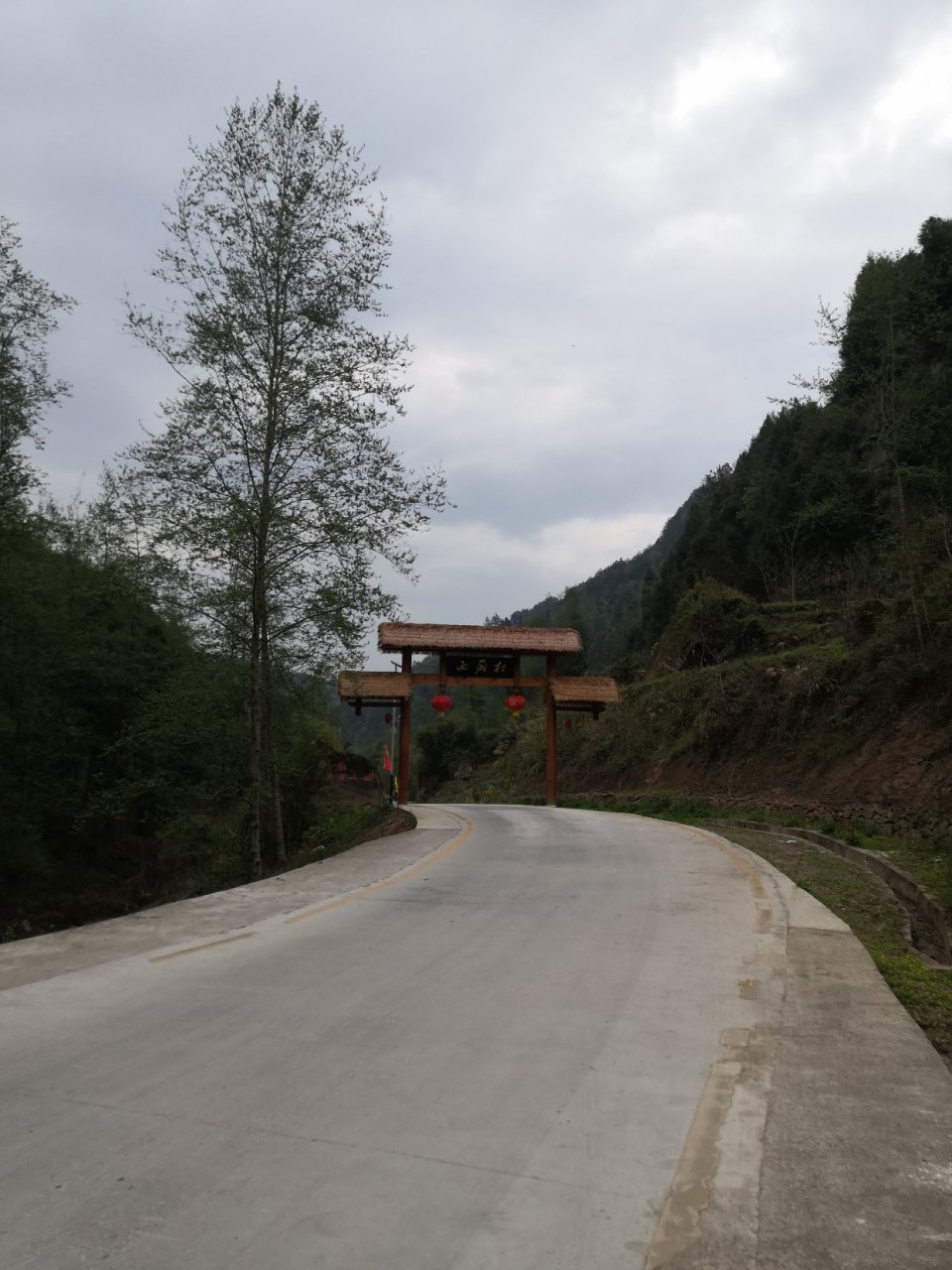 西厢村金丝楠木