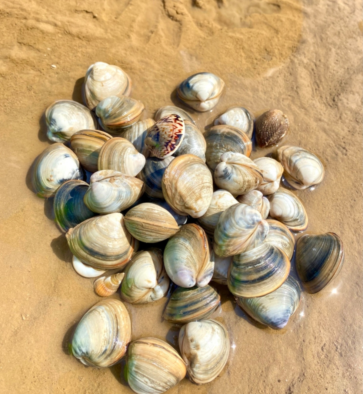 东营**金泥湾阳光浴场**让你轻松实现"蛤蜊自由"!