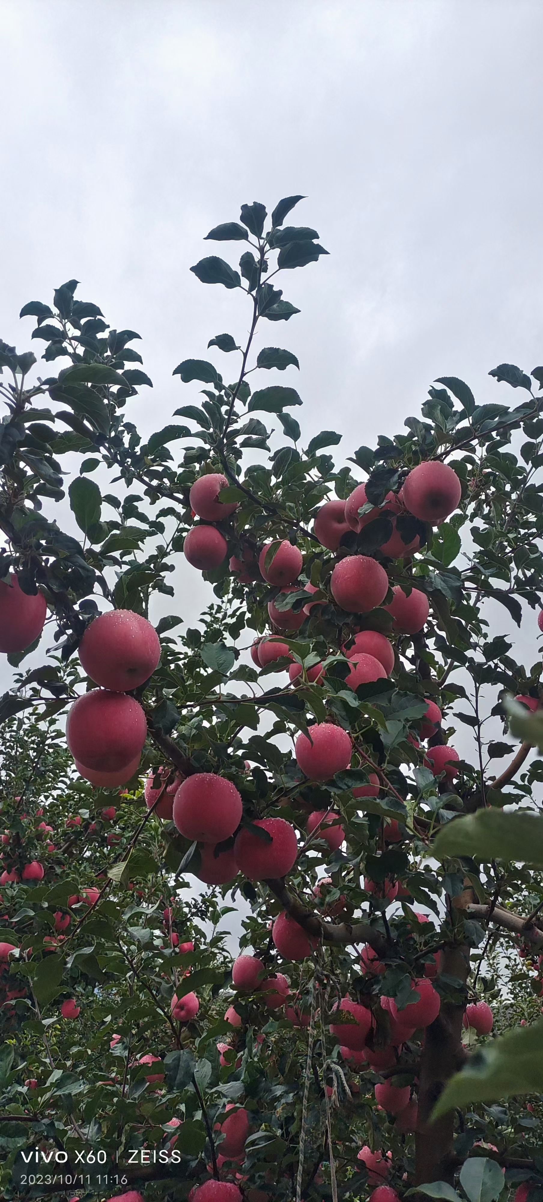 苹果树成熟的图片大全图片