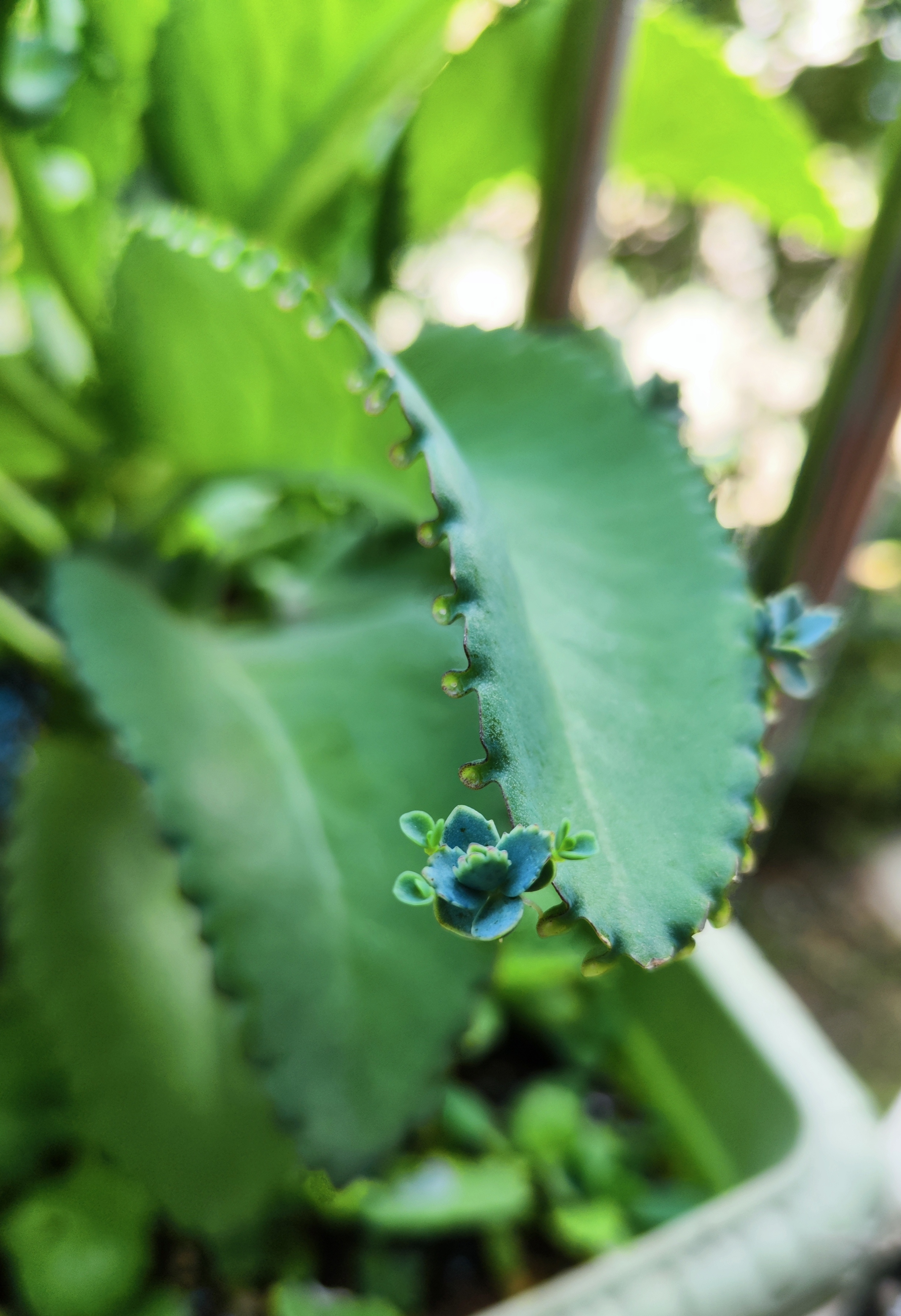 名副其实的不死鸟!