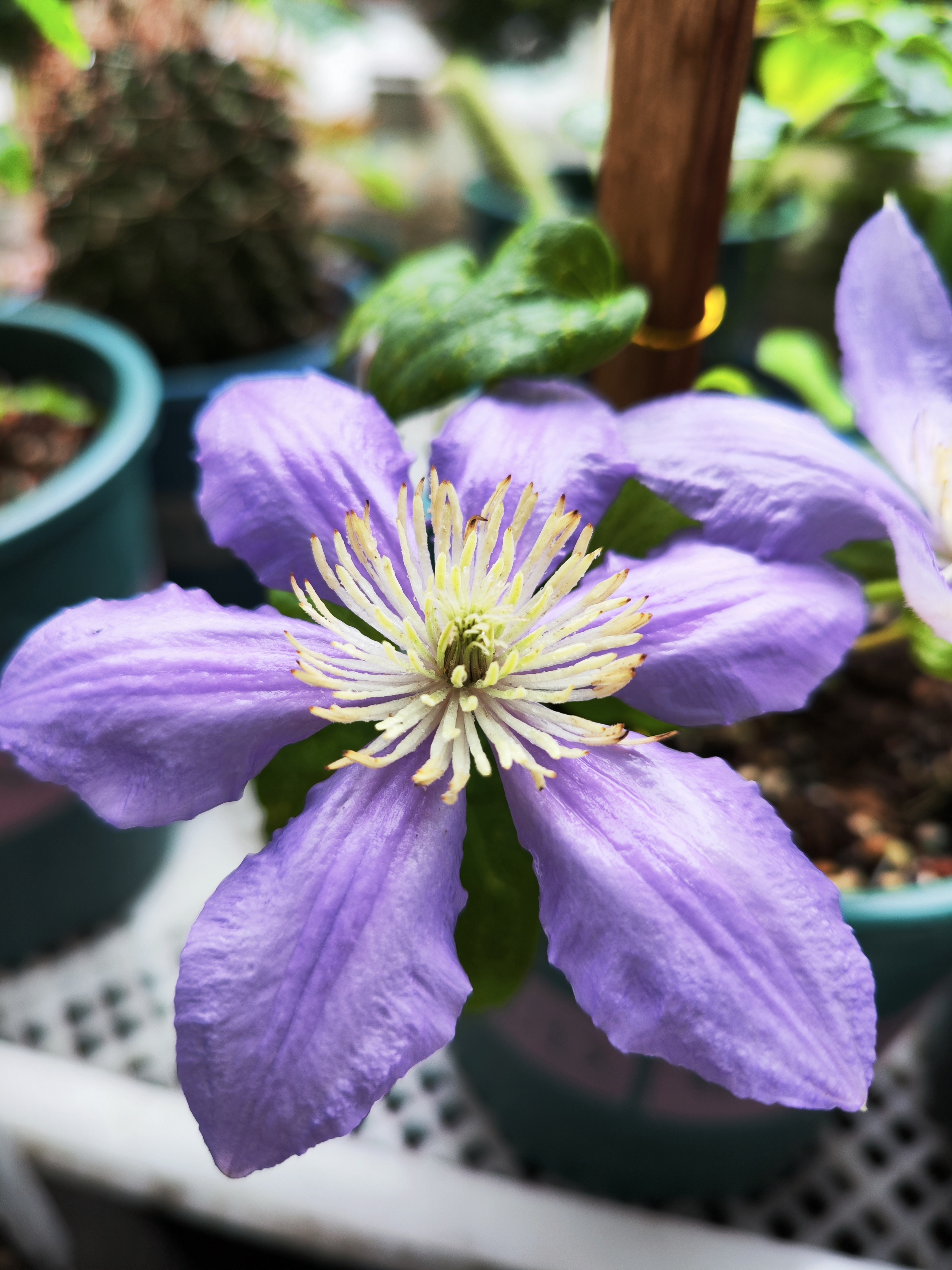 铁线莲塞尚,这颜色真的好美!