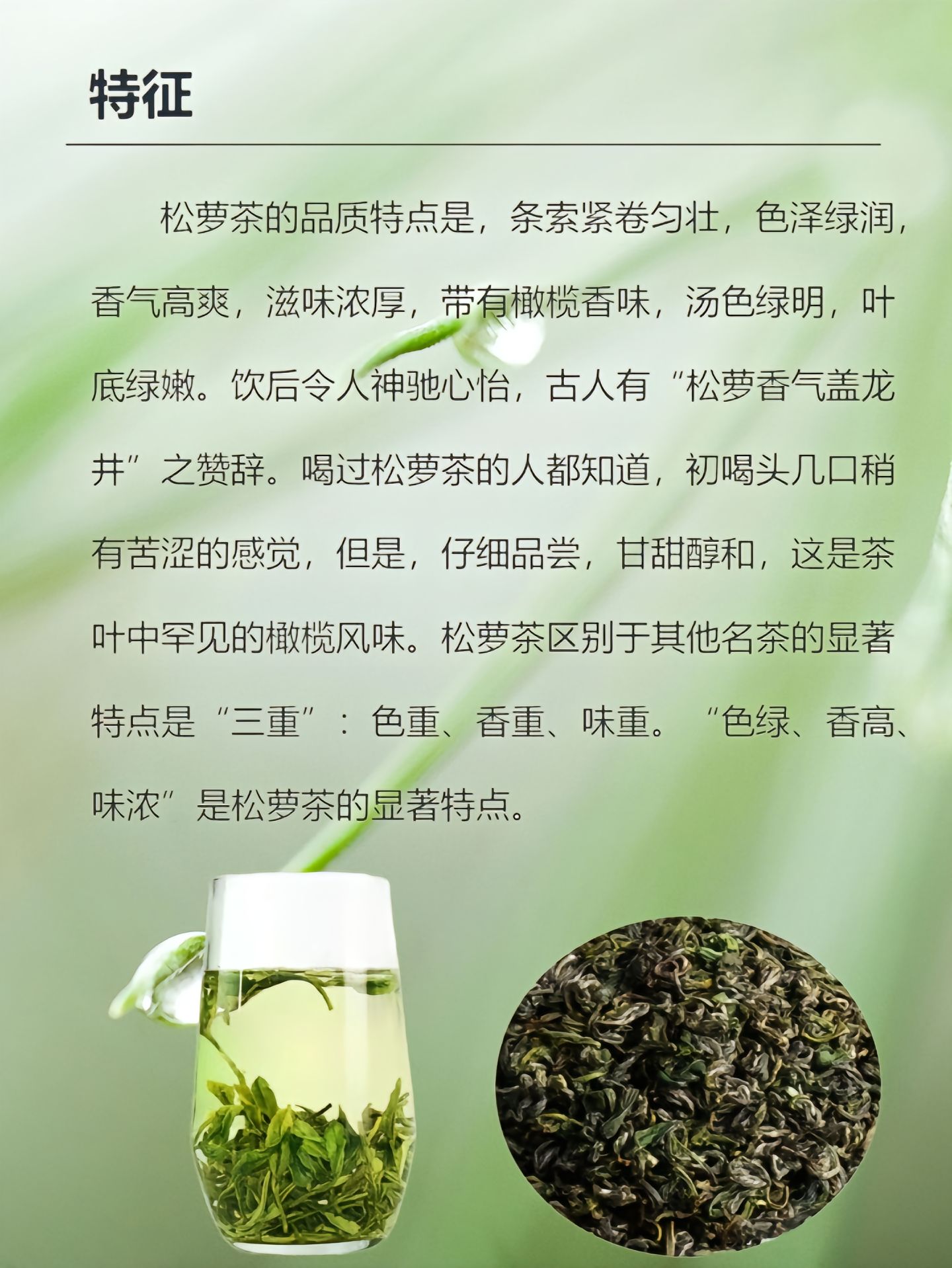 生活休闲万花筒 带你了解松萝茶