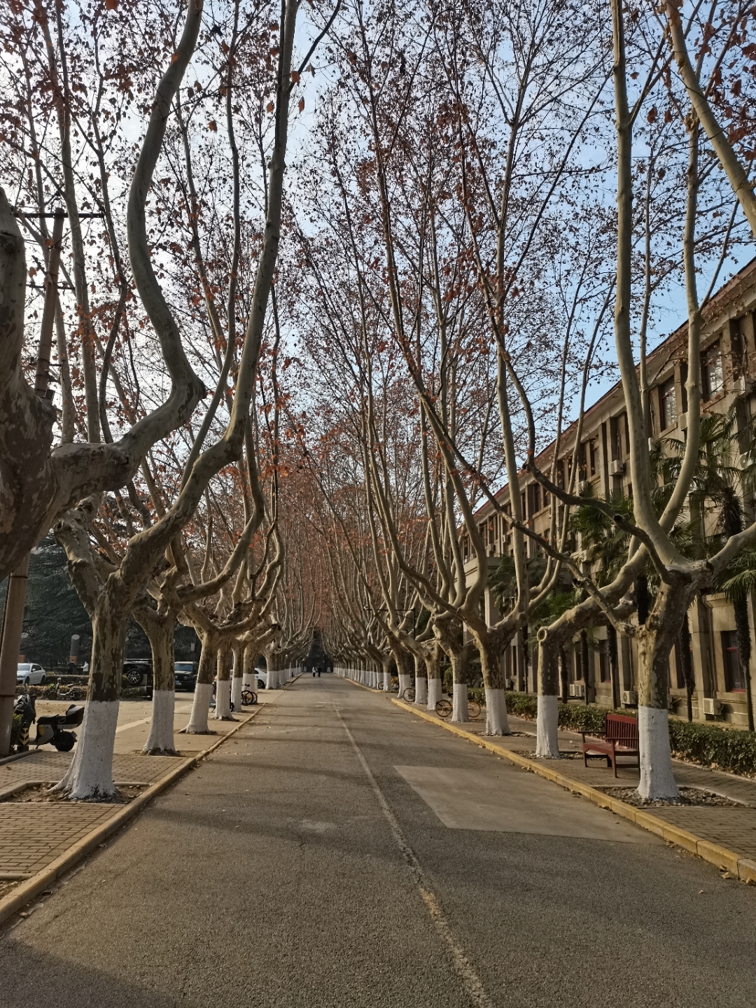 西安交通大学兴庆校区法桐林荫道