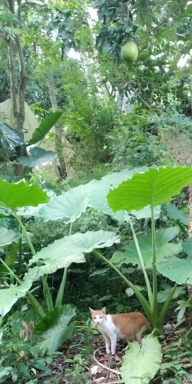 滴水观音下的野橘猫  今天下午,在野外, 我看见一只野橘猫, 在如伞的