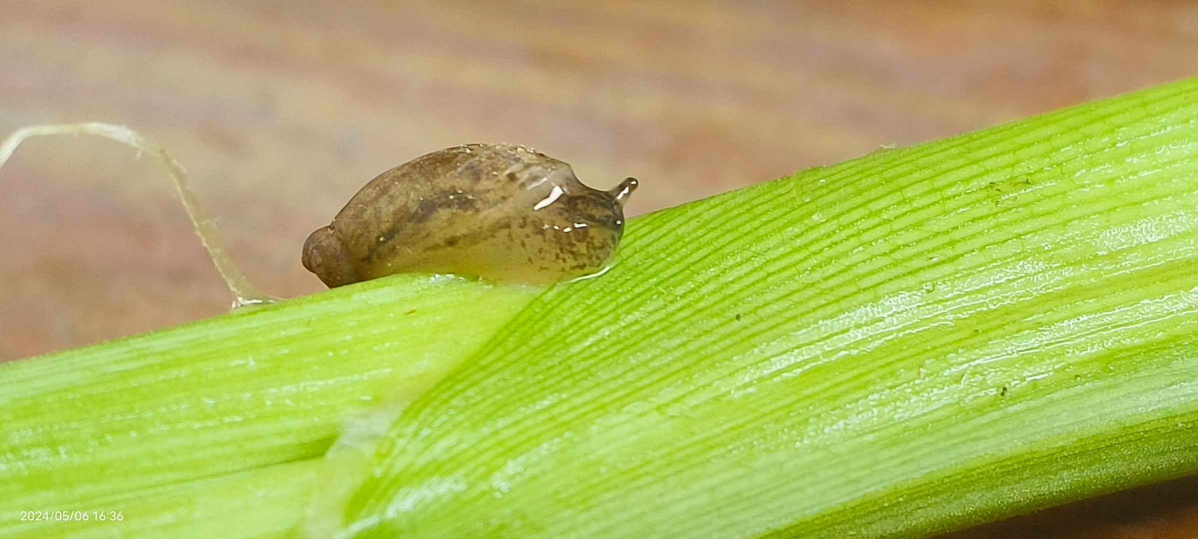 这两个是同一种物种吗?椎实螺还是什么螺或者蜗牛?