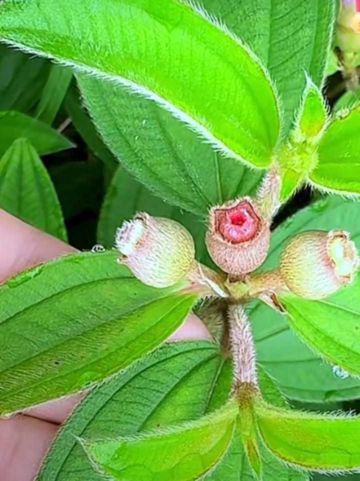 农村长大的对它应该不会陌生,我们老家叫它爆牙狼,果实像个罐子