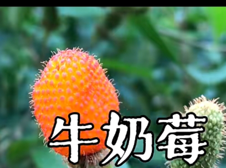 文史军视频爆肝大赛#牛奶莓,也叫红腺悬钩子,果实很诱人,差点被自己